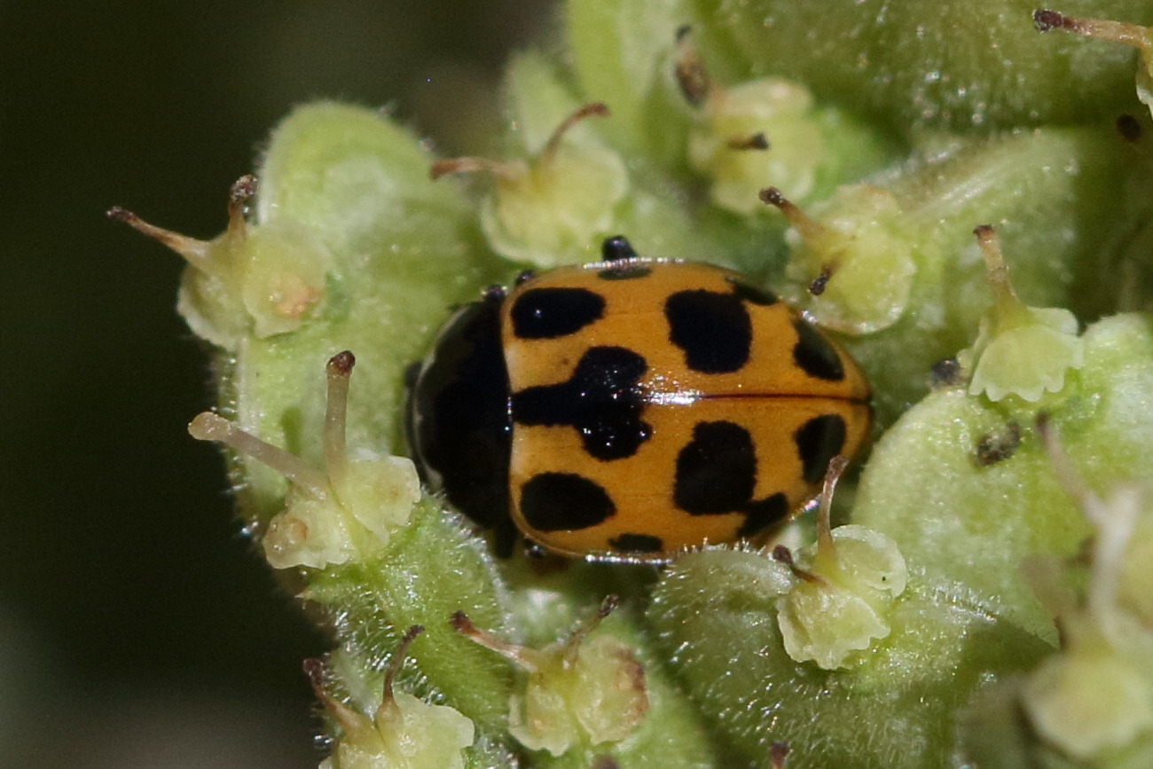 Afficher le média propylea_quatuordecimpunctata8bd propylea_quatuordecimpunctata8bd