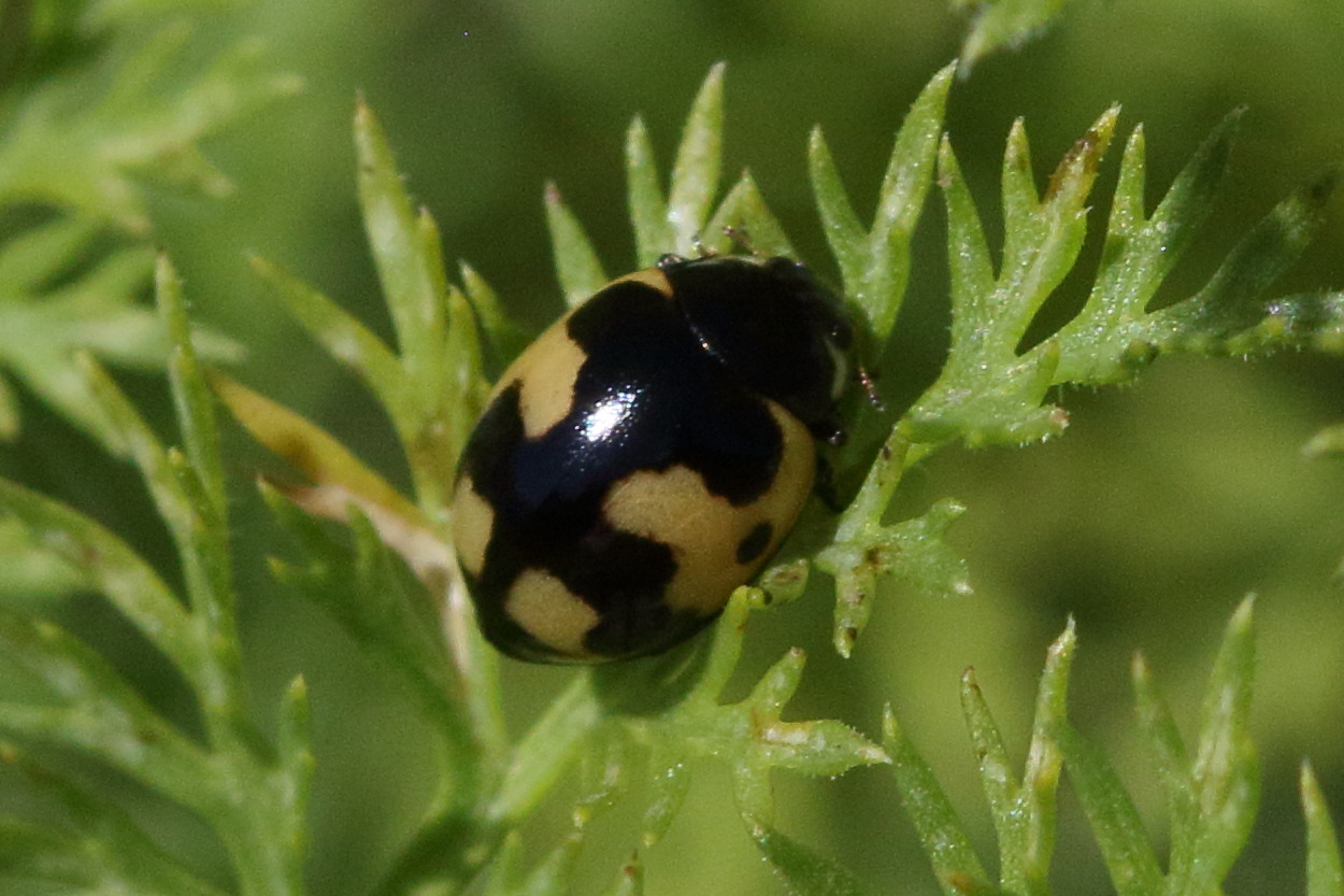 Afficher le média propylea_quatuordecimpunctata9bd propylea_quatuordecimpunctata9bd