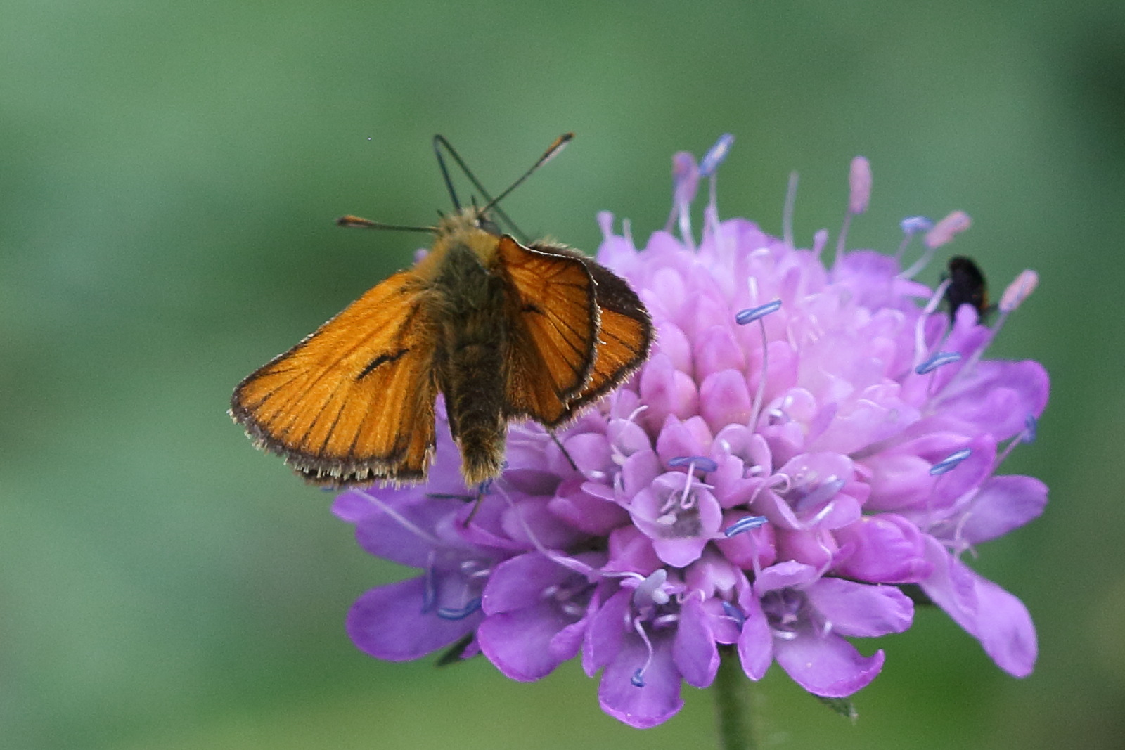 Afficher le média thymelicus_sylvestris3bd thymelicus_sylvestris3bd