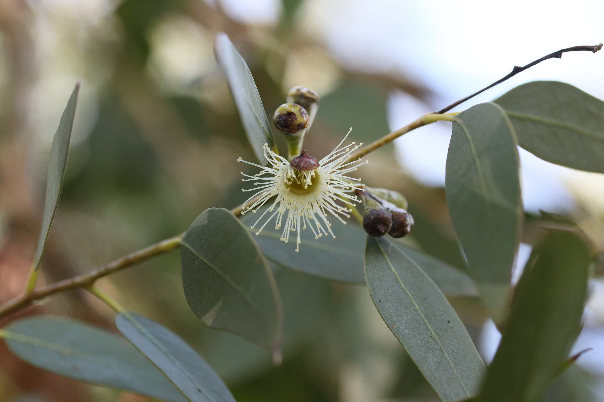 eucalyptus_gunnii4md