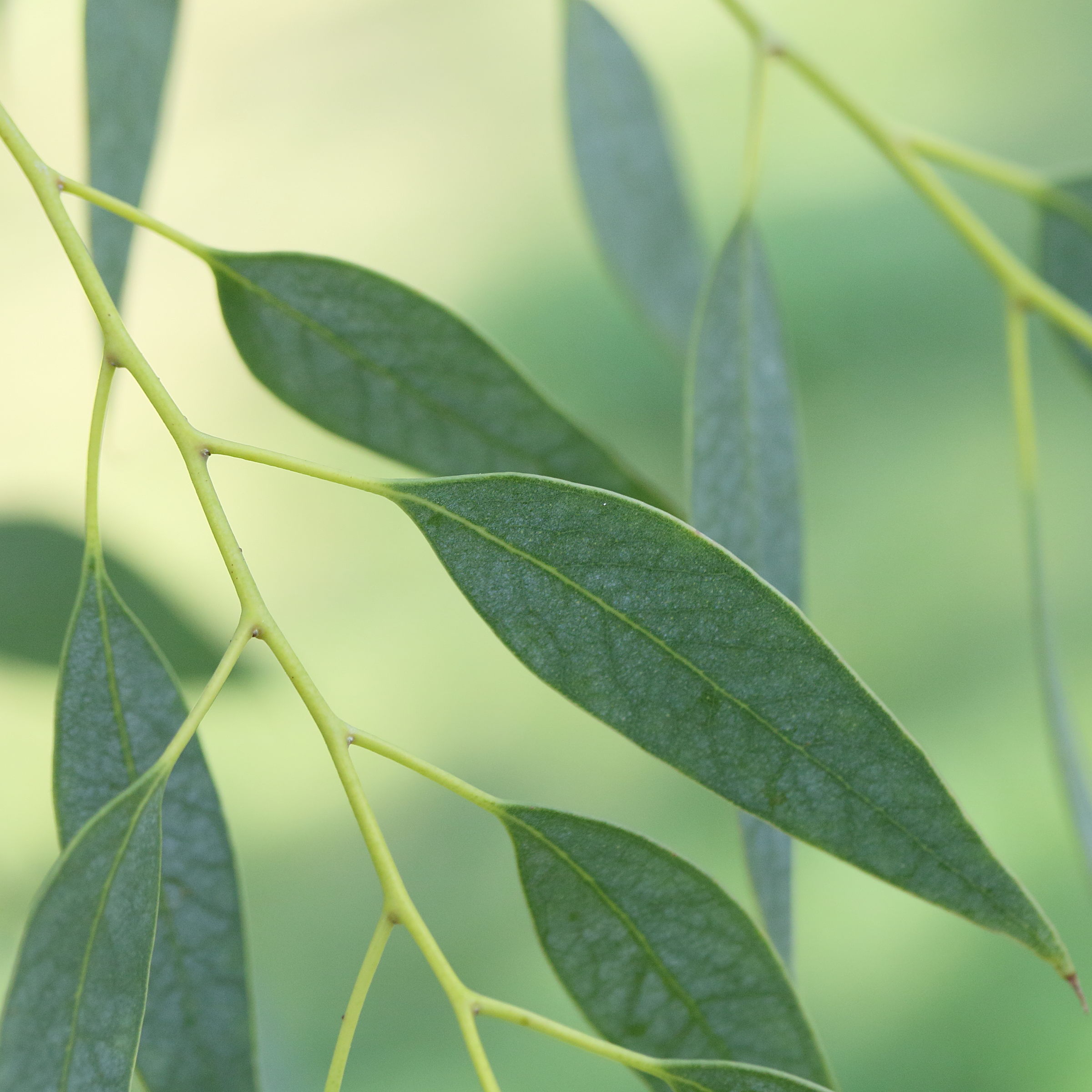 eucalyptus_gunnii5md