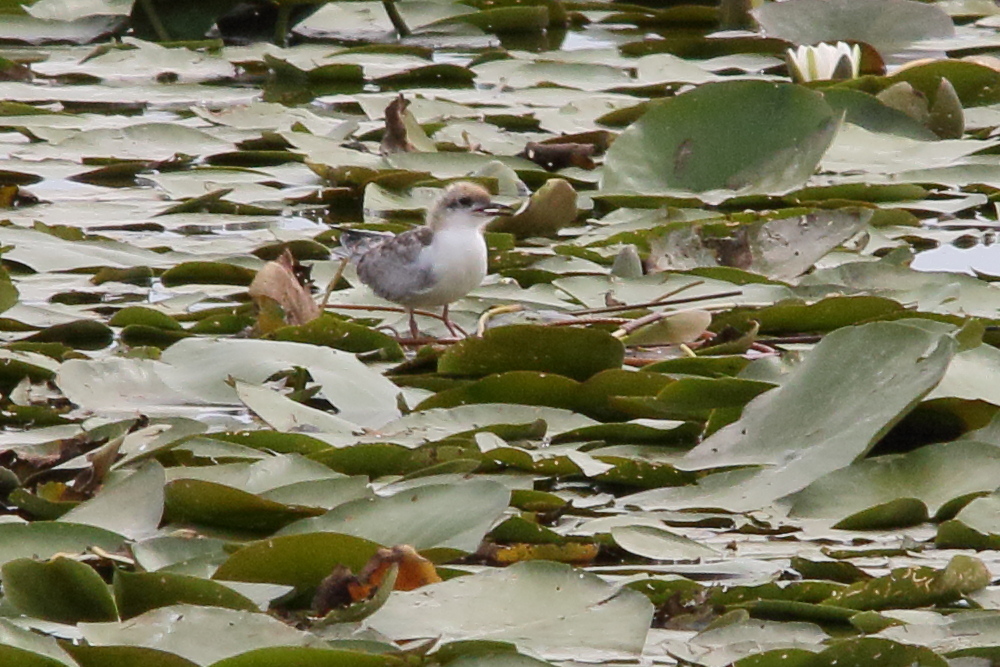guifette_moustac_-_chlidonias_hybrida8md