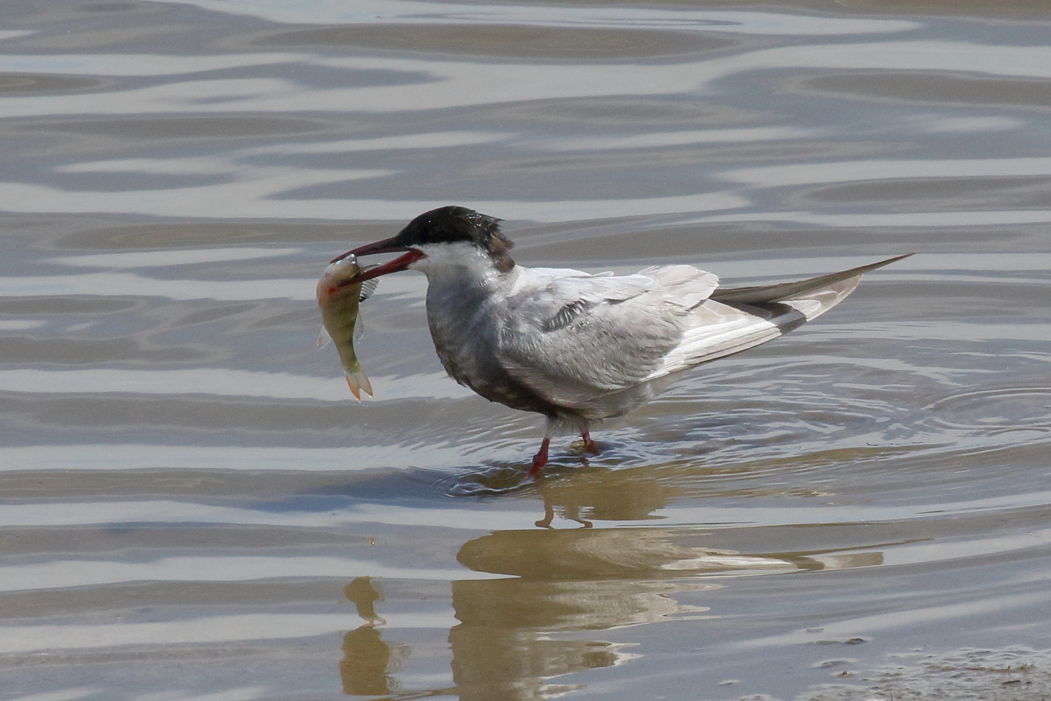 guifette_moustac_-_chlidonias_hybrida9bd