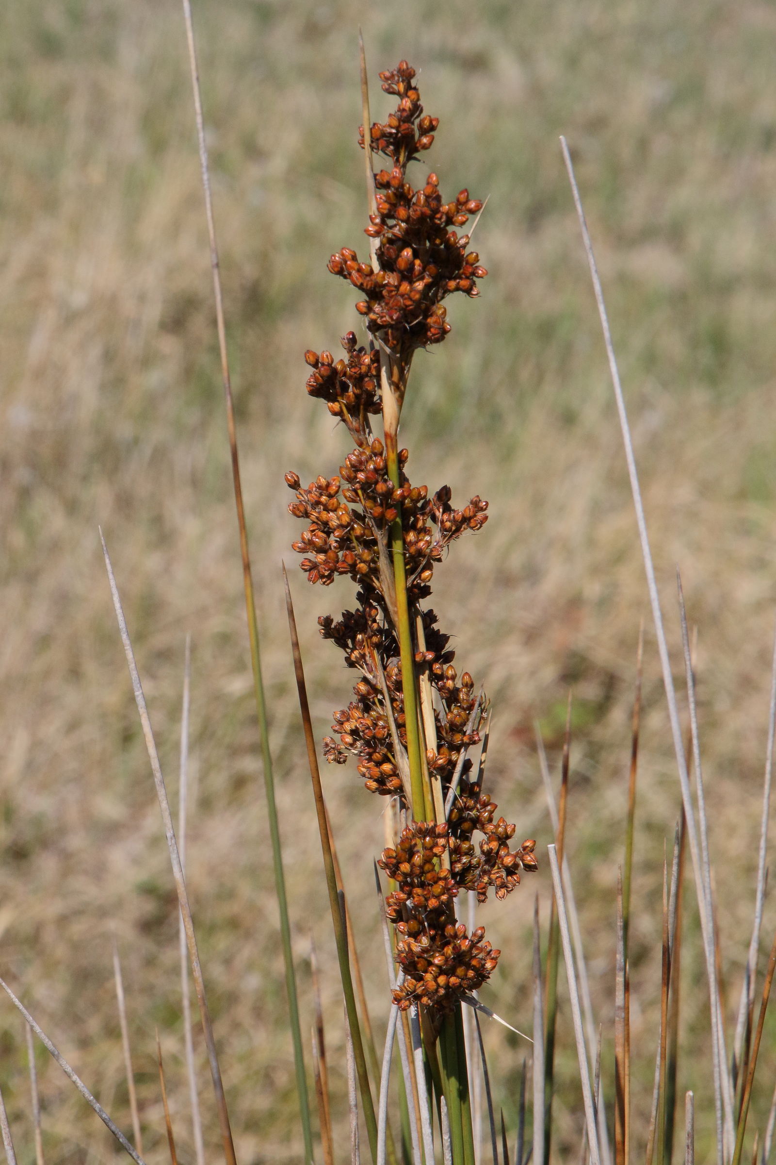 juncus_acutus5md