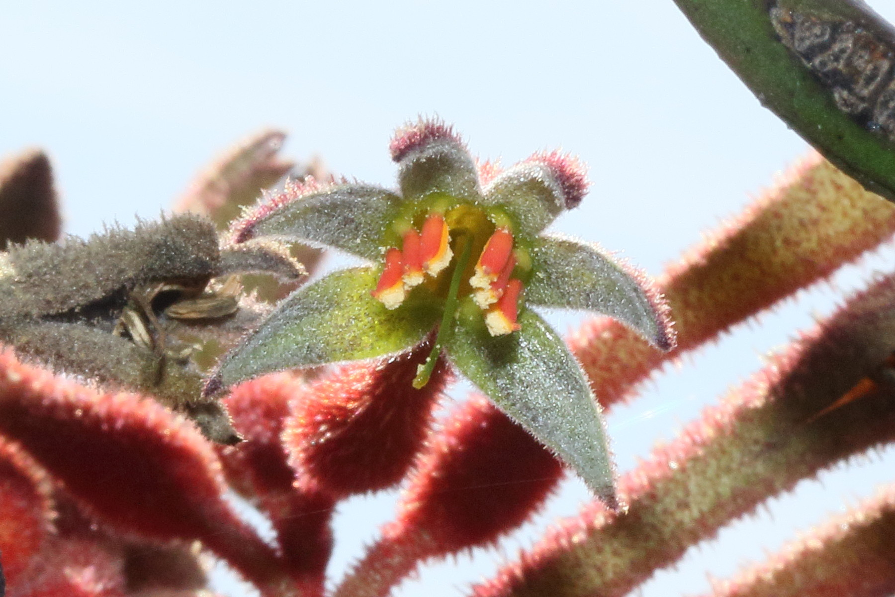 anigozanthos_flavidus4md