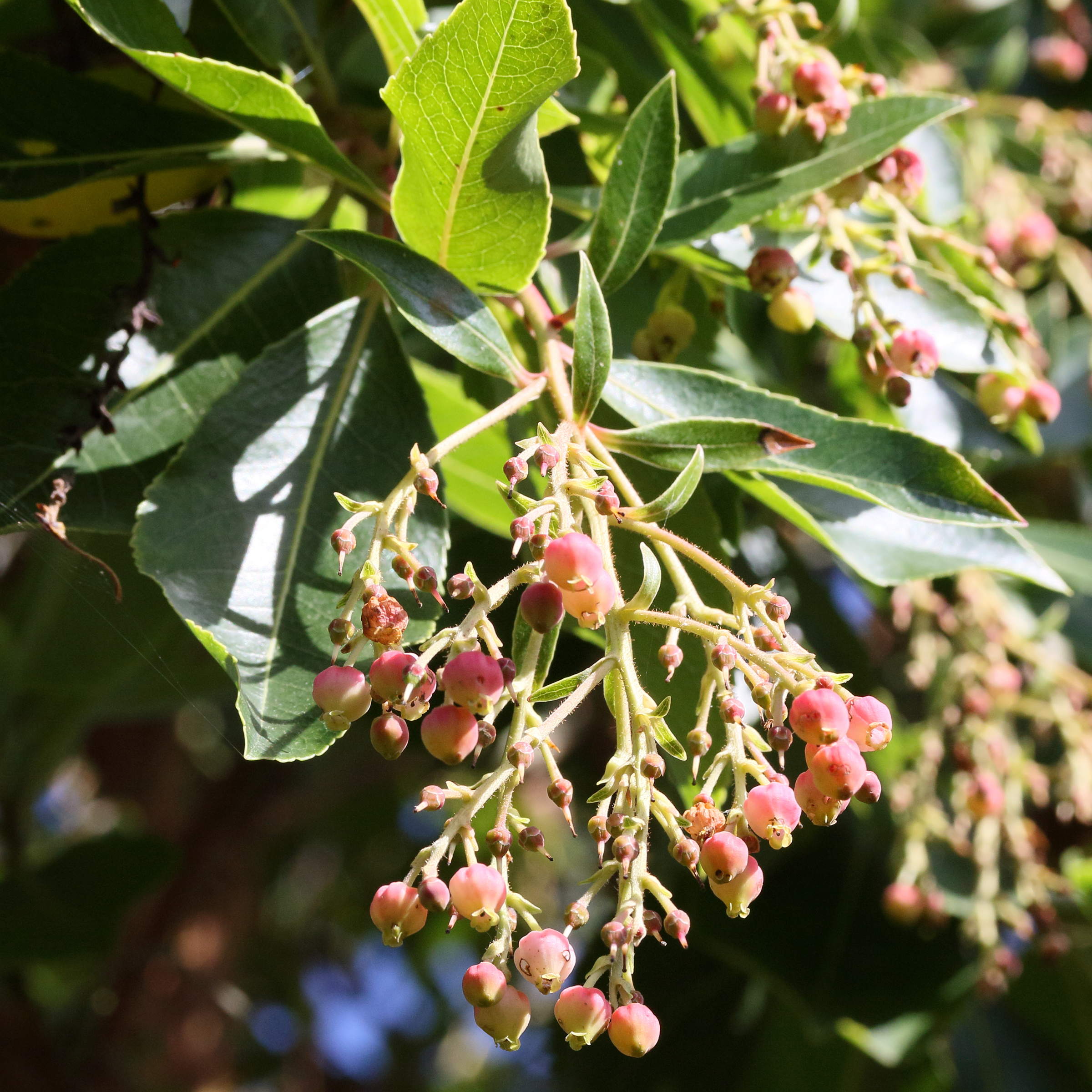 Afficher le média arbutus_x_andrachnoides2md arbutus_x_andrachnoides2md