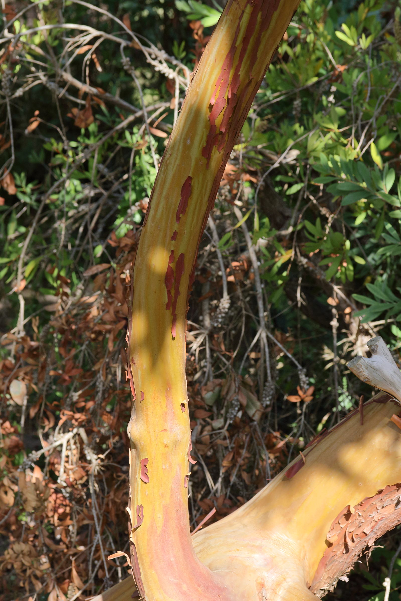 Afficher le média arbutus_x_andrachnoides3md arbutus_x_andrachnoides3md