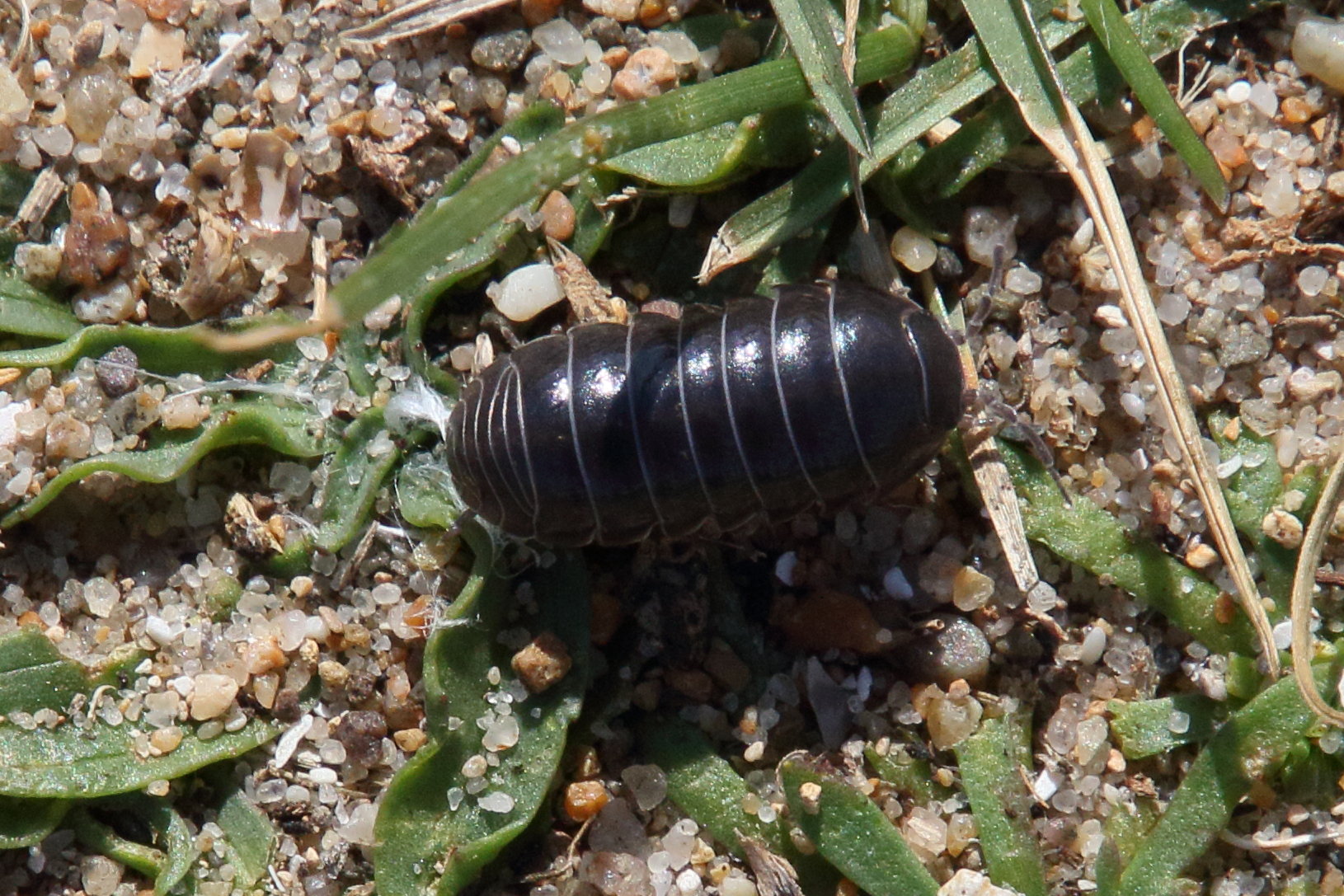 Afficher le média armadillidium_vulgare4md armadillidium_vulgare4md