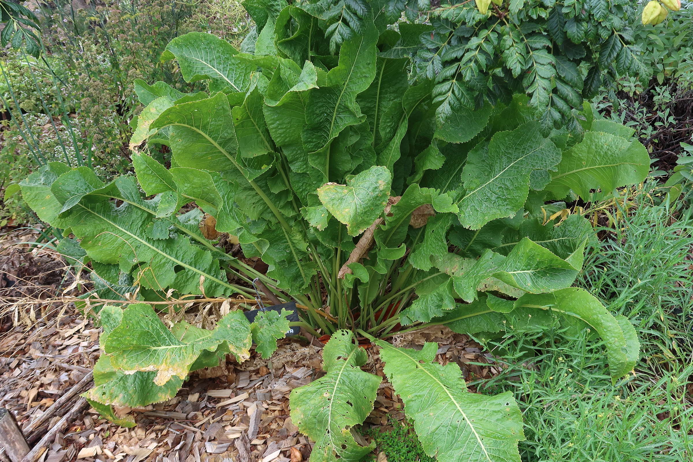 Afficher le média armoracia_rusticana2md armoracia_rusticana2md