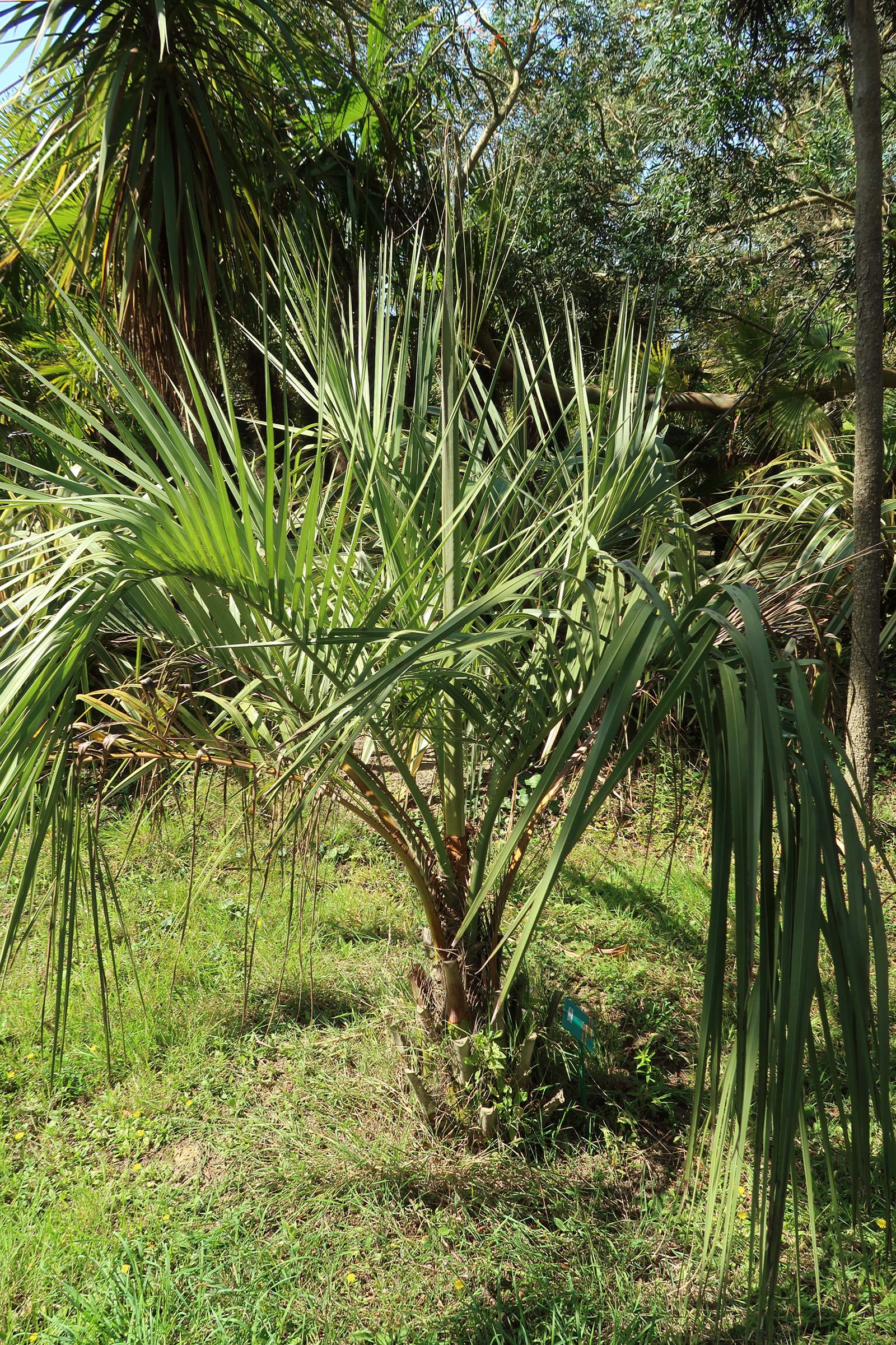 butia_capitata3md