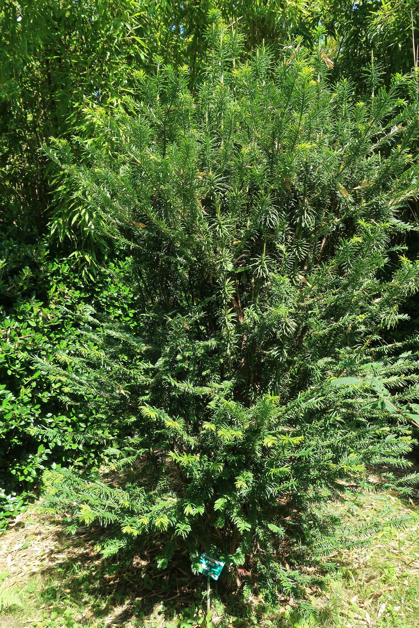 Afficher le média cephalotaxus_harringtonii1md cephalotaxus_harringtonii1md