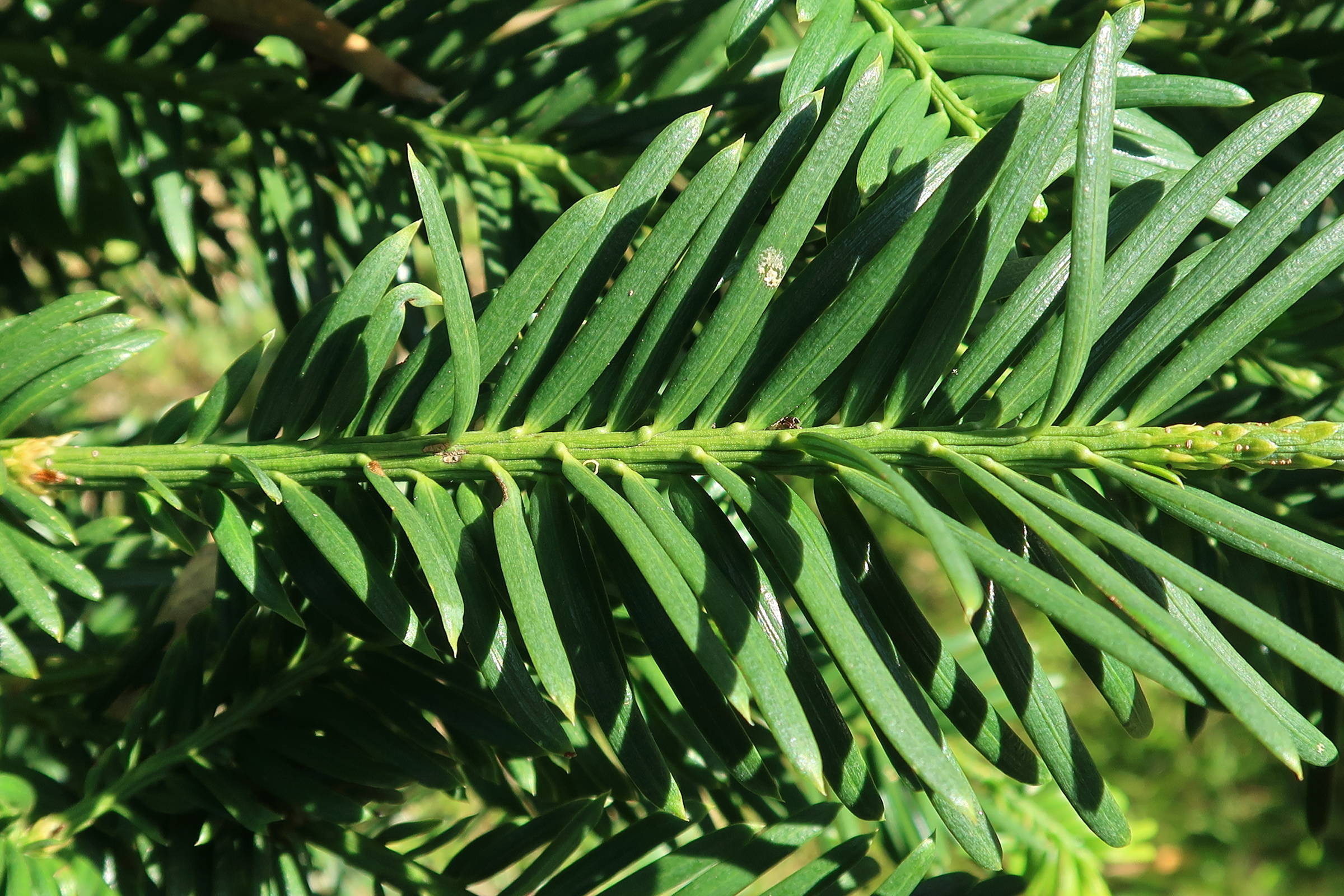 Afficher le média cephalotaxus_harringtonii2md cephalotaxus_harringtonii2md