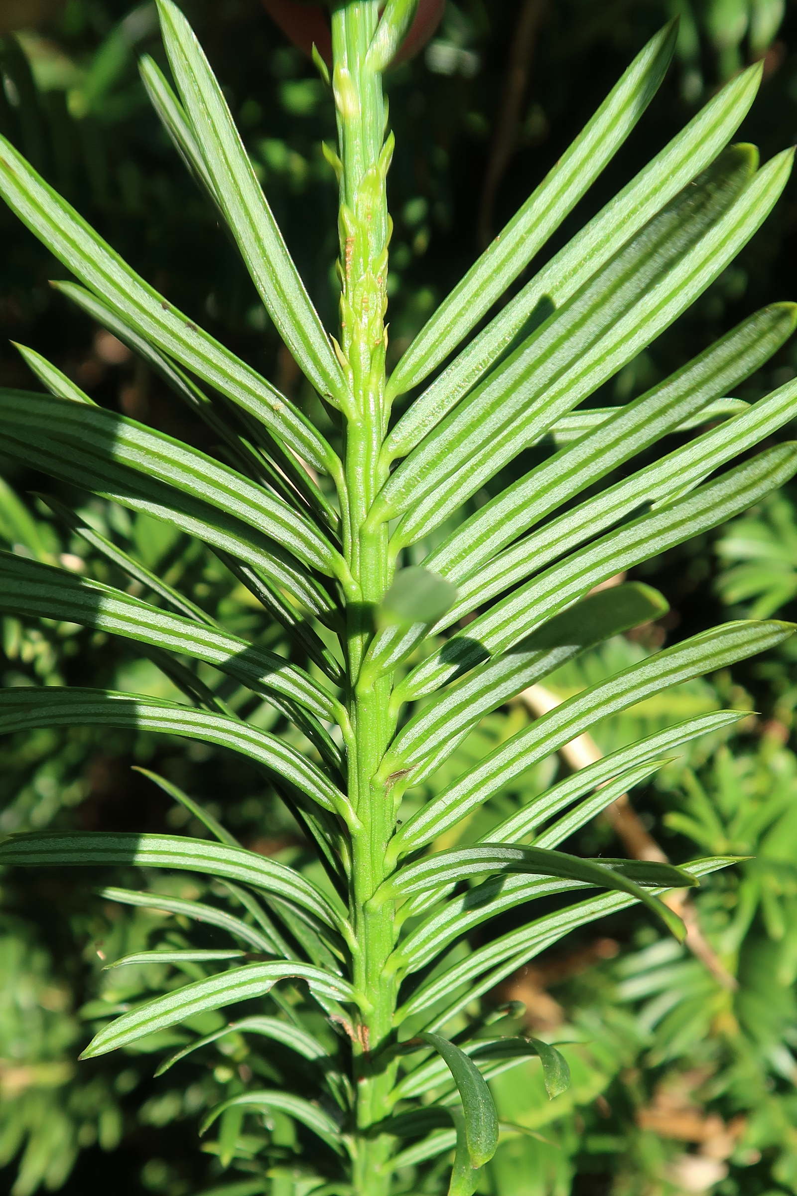 Afficher le média cephalotaxus_harringtonii3md cephalotaxus_harringtonii3md