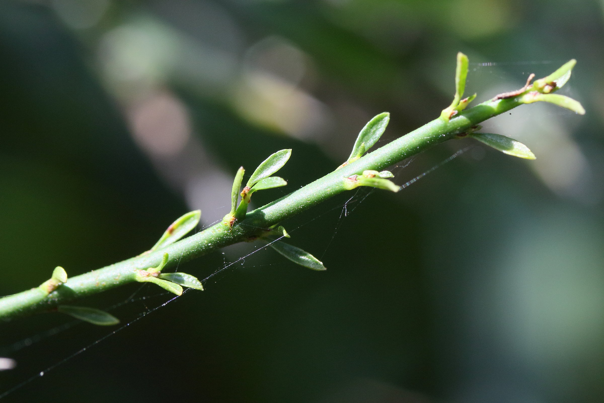 colletia_spinosissima3md