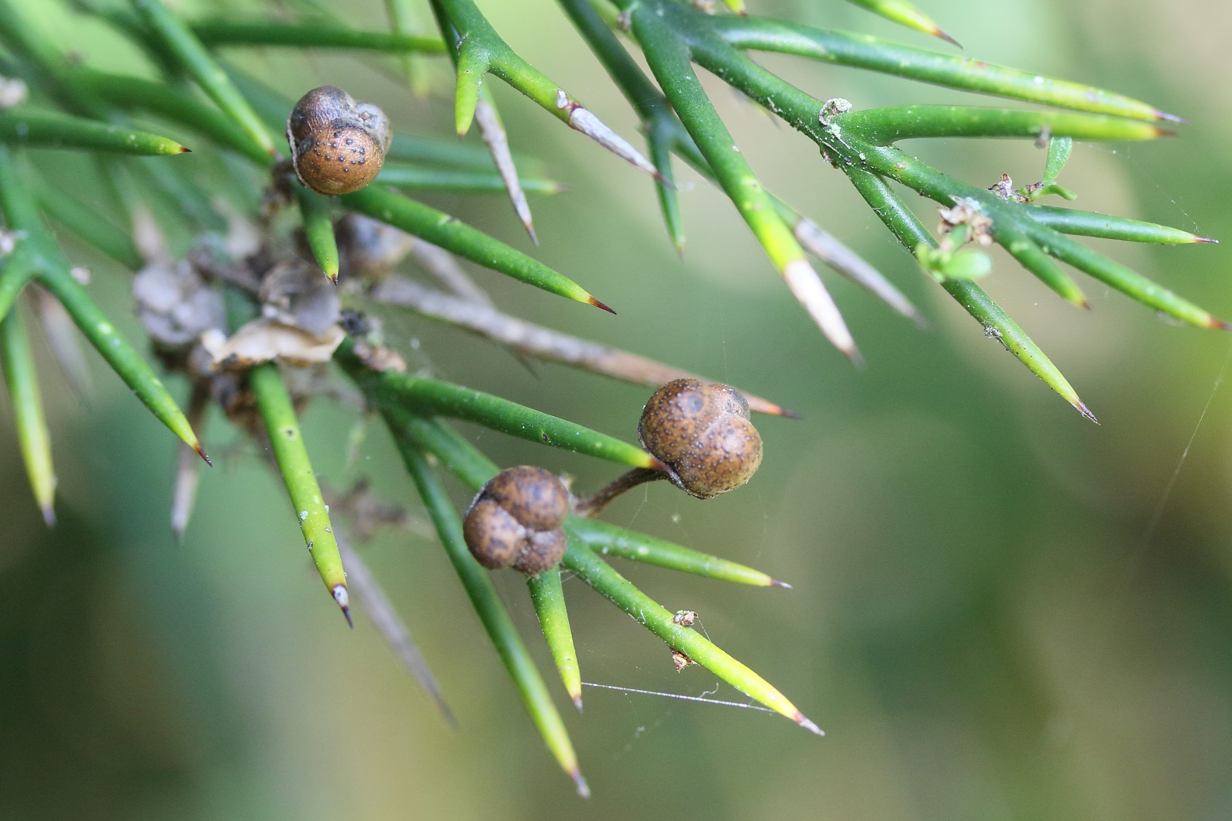 colletia_spinosissima4md
