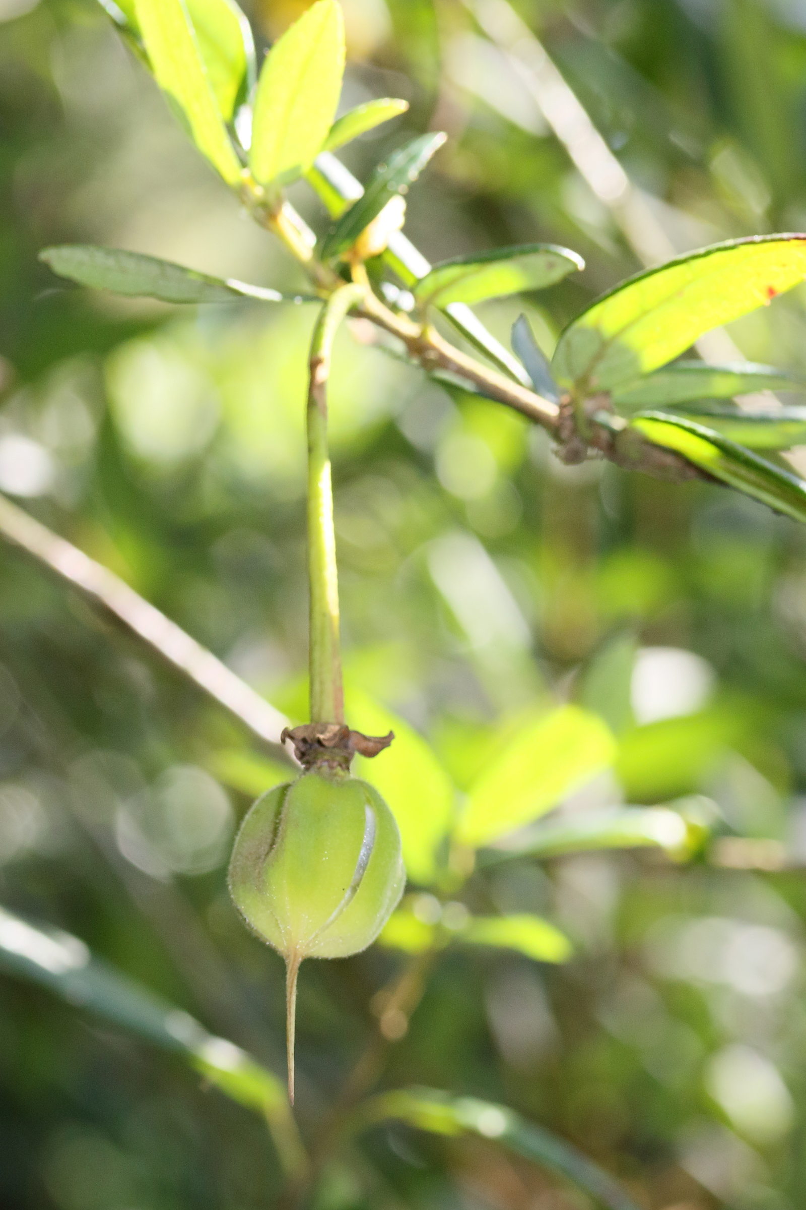 Afficher le média crinodendron_hookerianum4md crinodendron_hookerianum4md