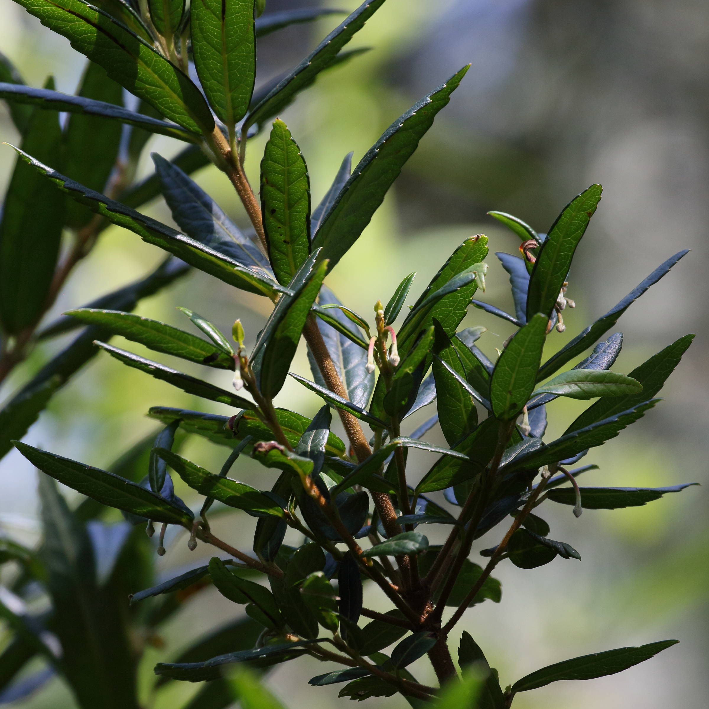 Afficher le média crinodendron_hookerianum5bd crinodendron_hookerianum5bd