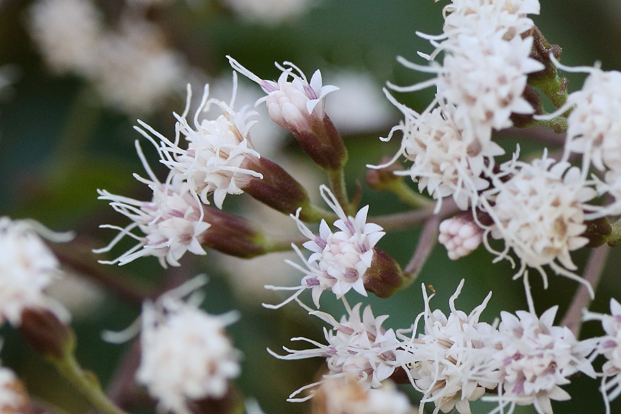 Afficher le média eupatorium_ligustrinum3md eupatorium_ligustrinum3md
