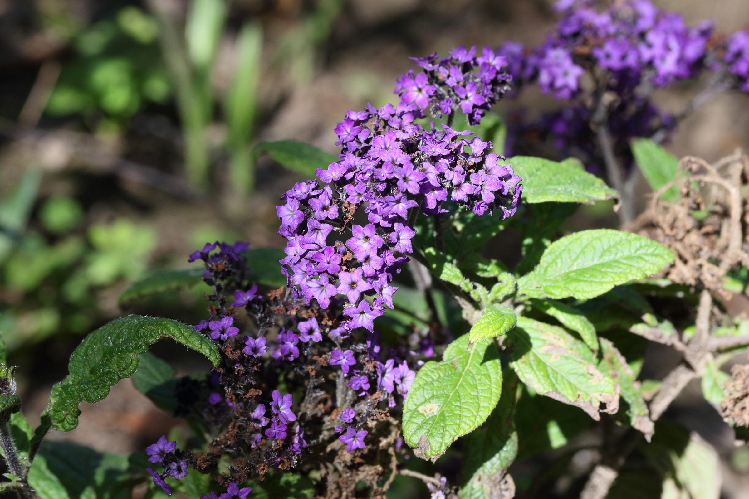Afficher le média heliotropium_arborescens1md heliotropium_arborescens1md