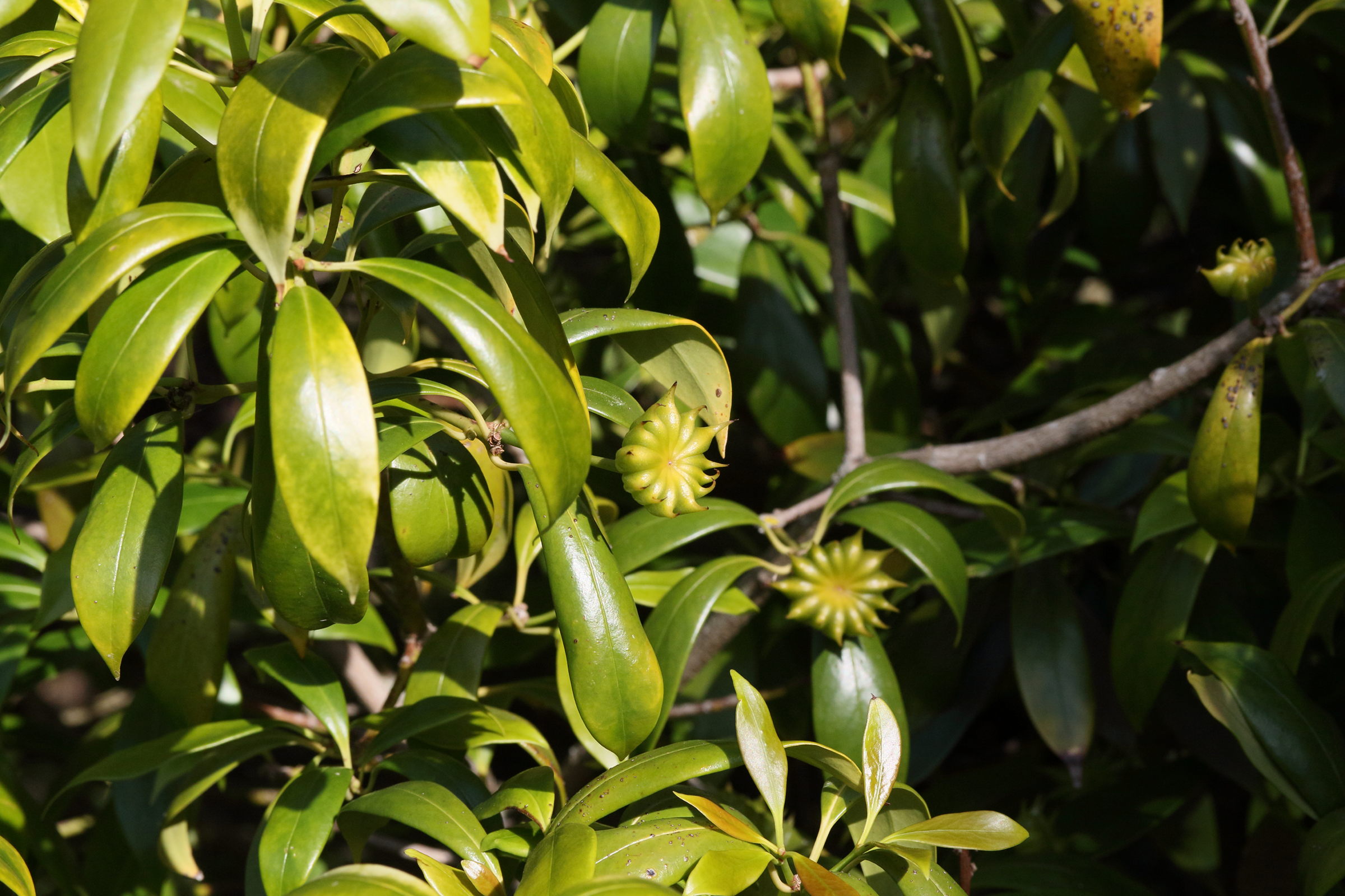 illicium_henryi3md