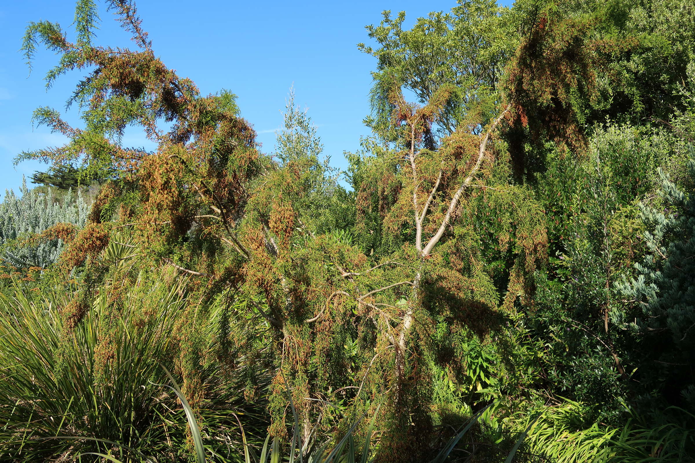 lagarostrobos_franklinii1md