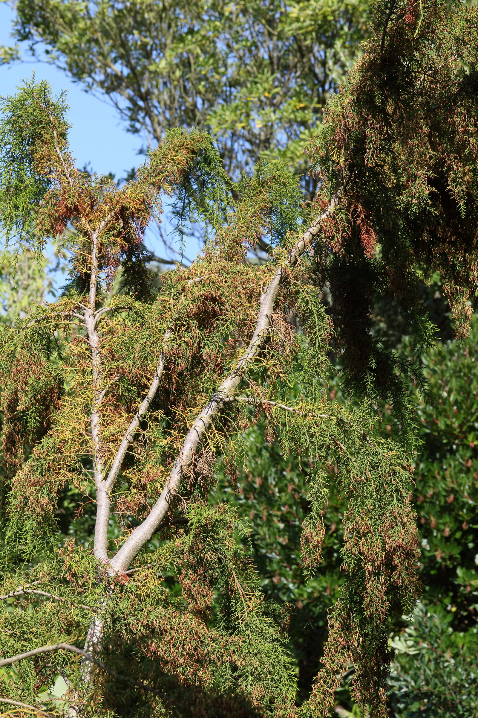 lagarostrobos_franklinii2md