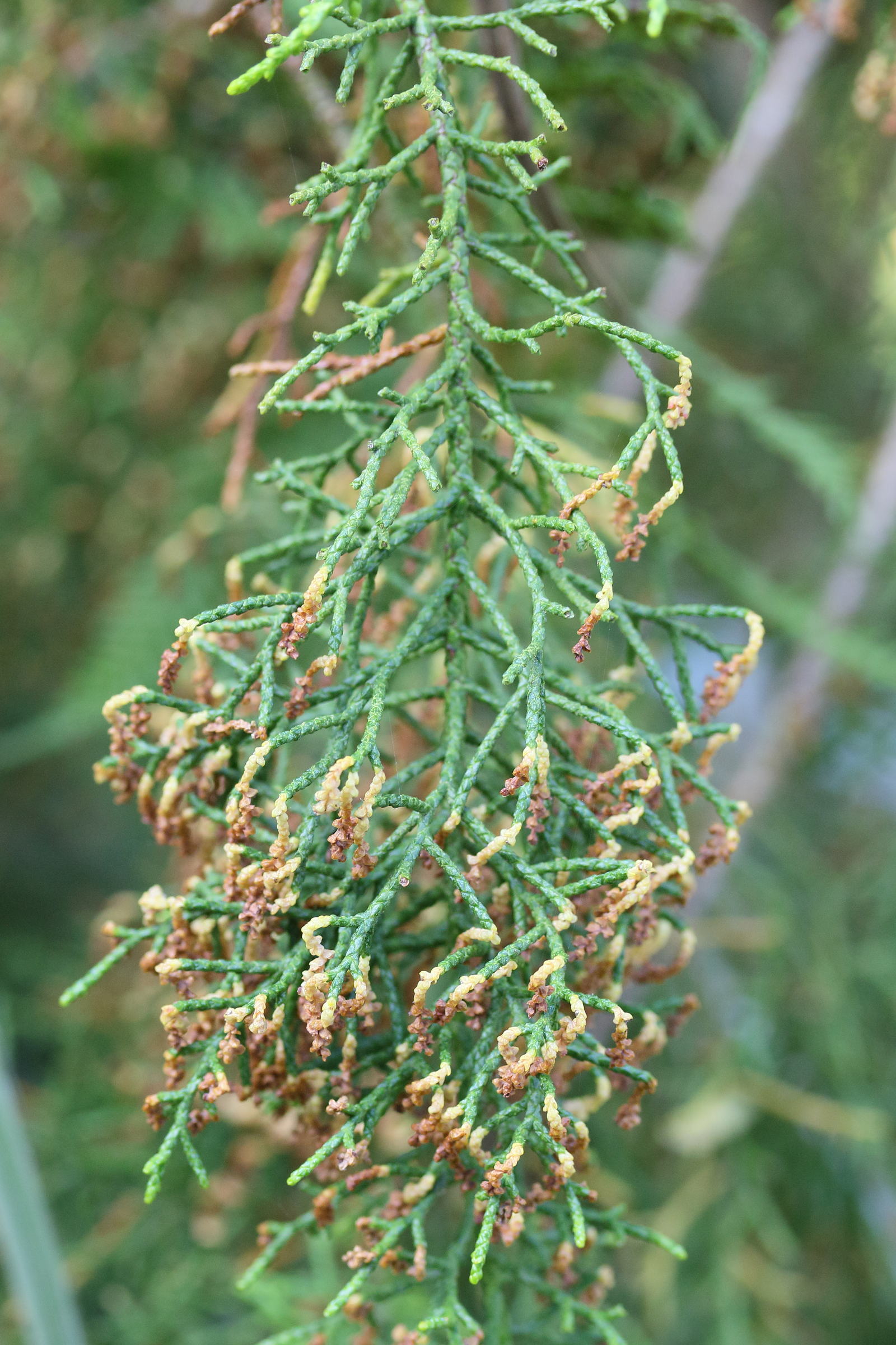 lagarostrobos_franklinii3md