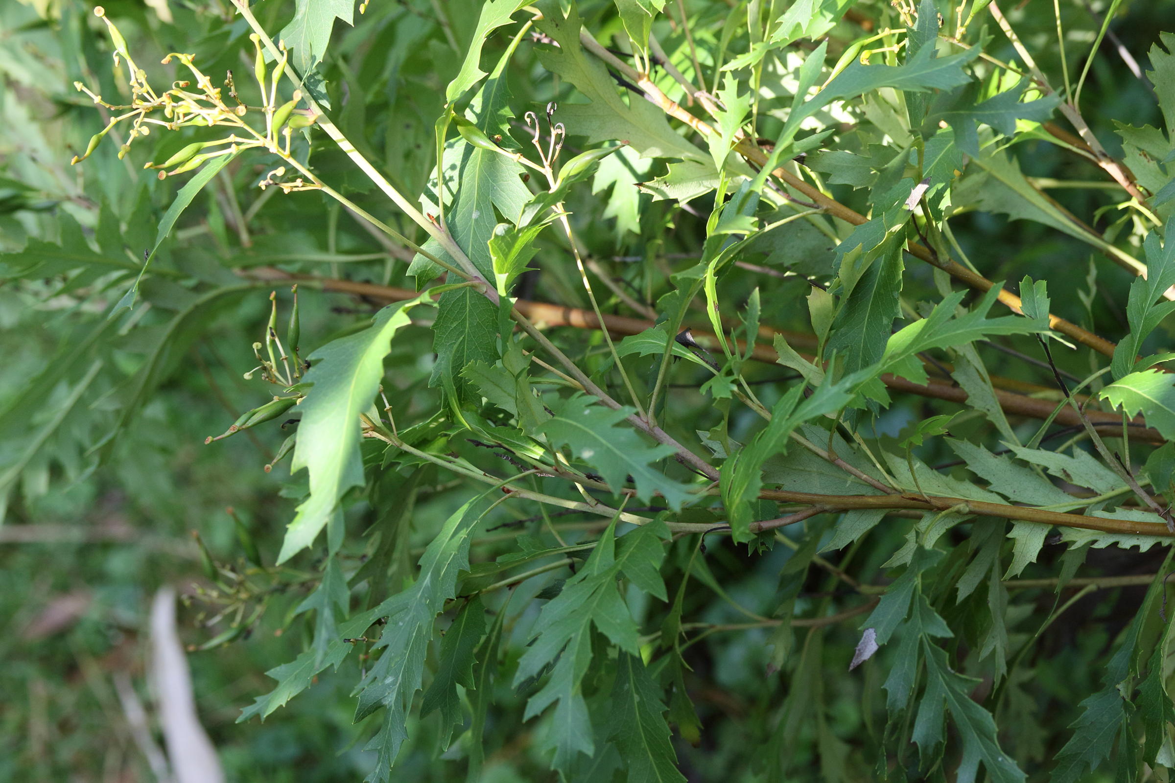 lomatia_fraseri_fraxinifolia1md