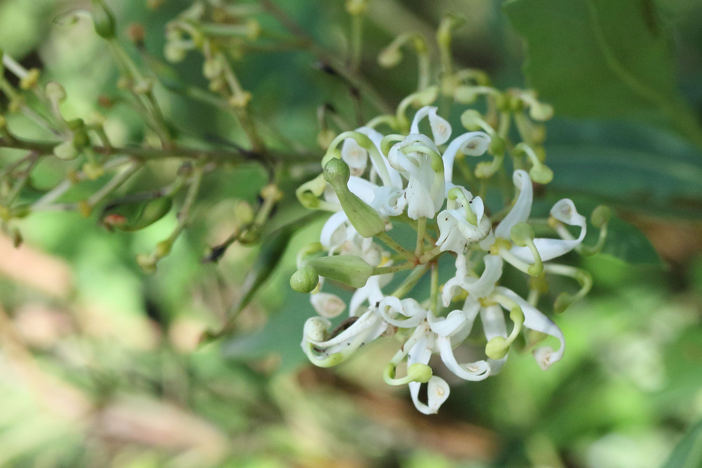 lomatia_fraseri_fraxinifolia2md