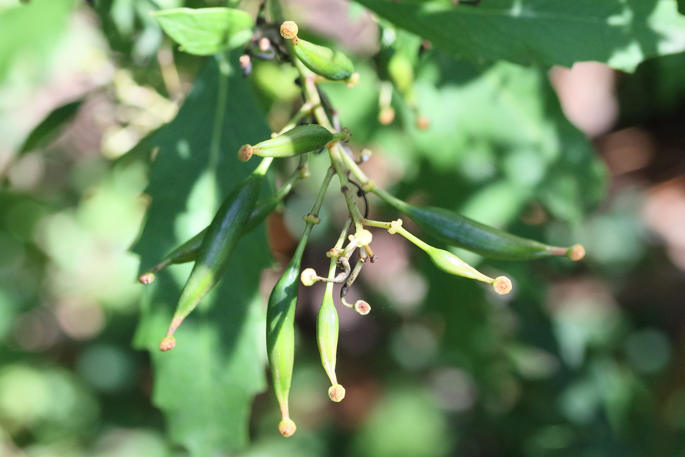 lomatia_fraseri_fraxinifolia3md