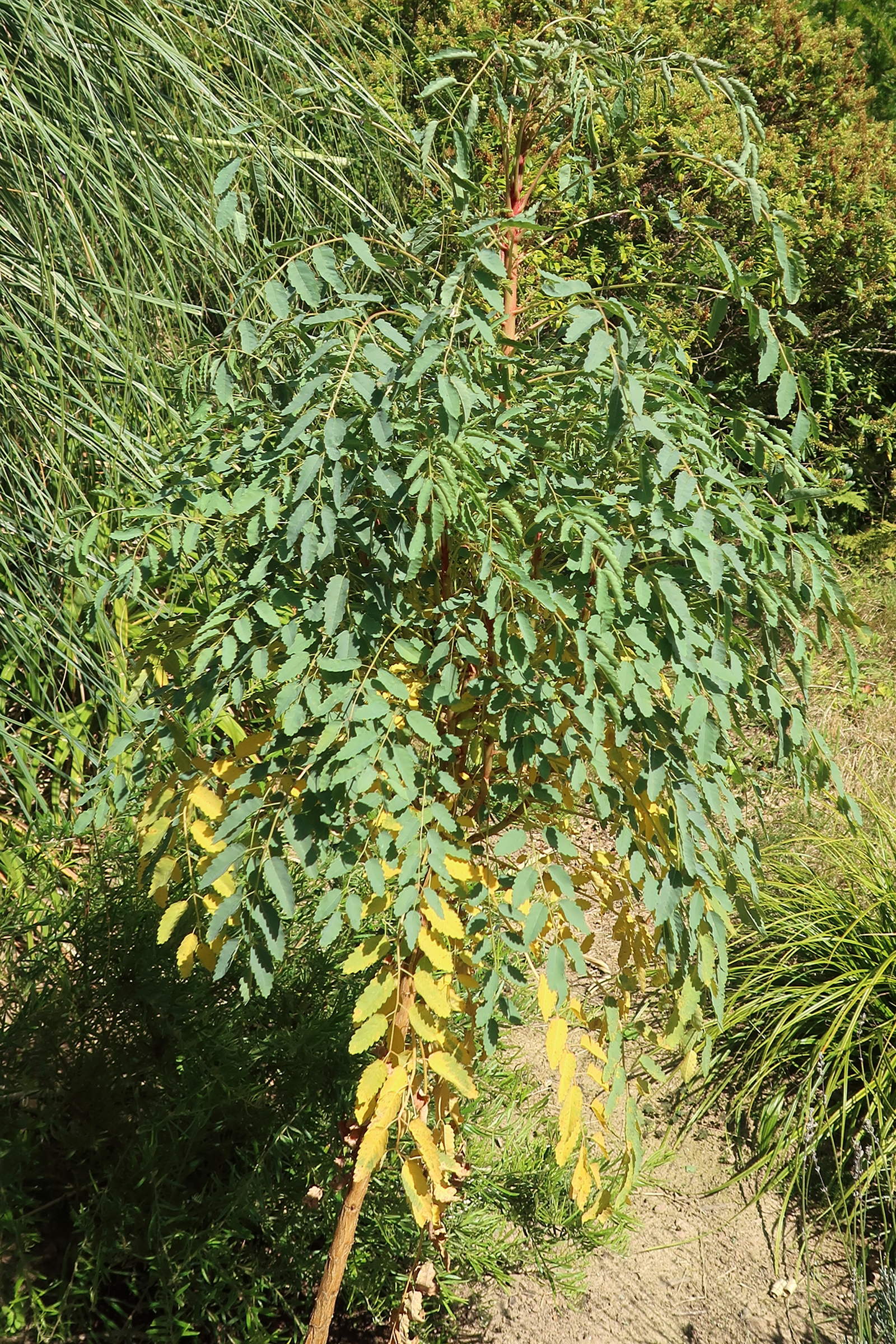 Afficher le média marcetella_moquiniana1md marcetella_moquiniana1md