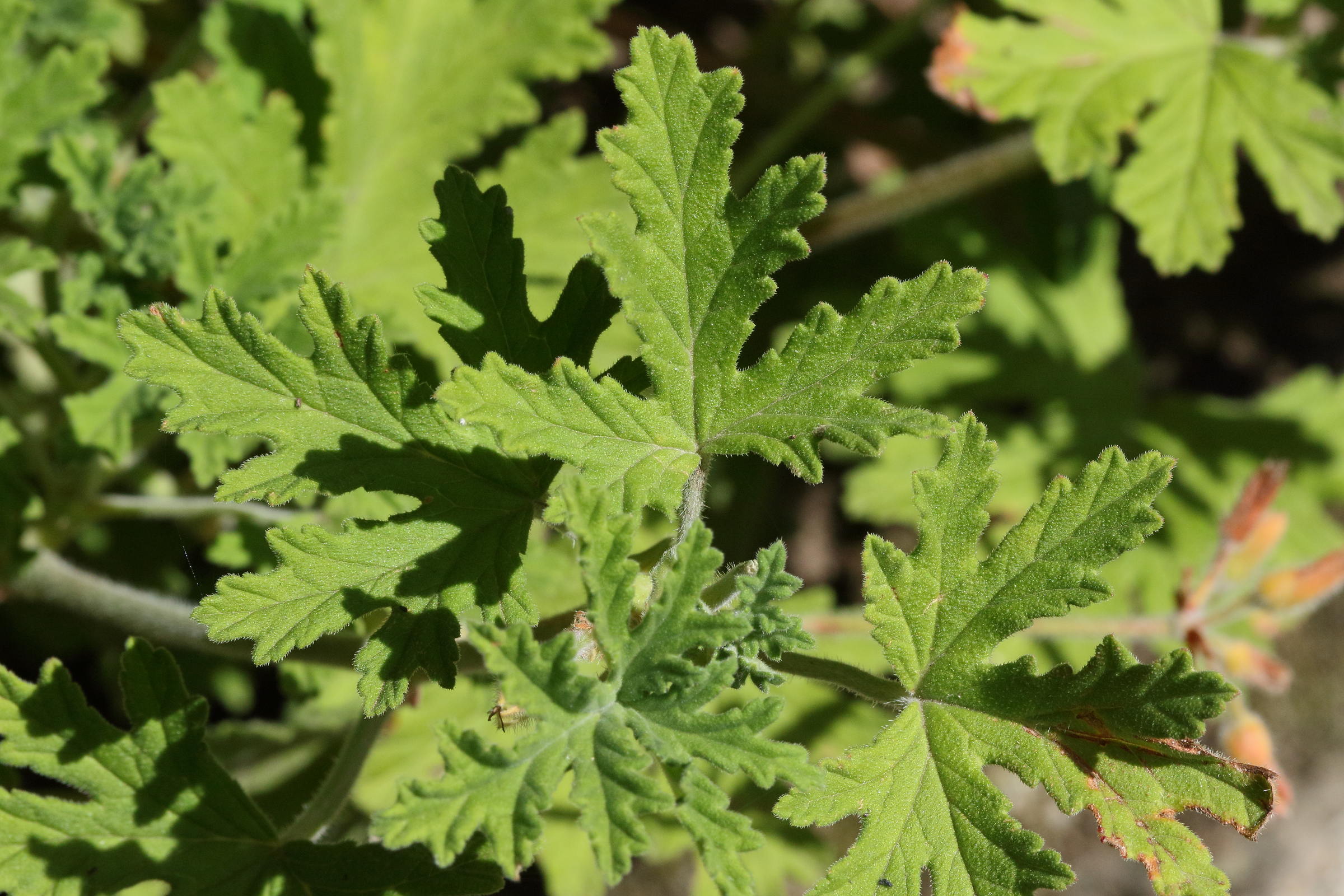 pelargonium_graveolens1md