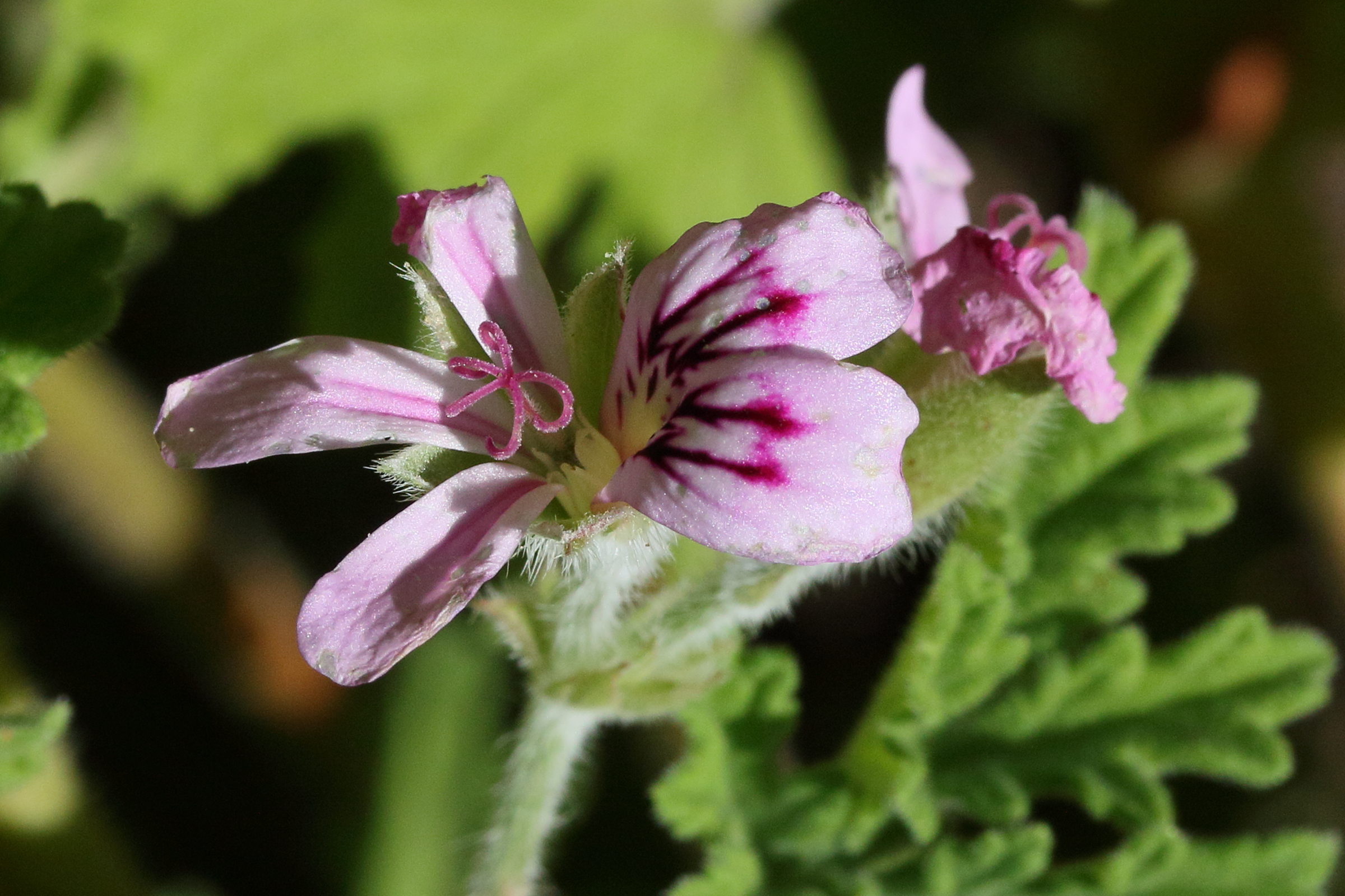 pelargonium_graveolens2md