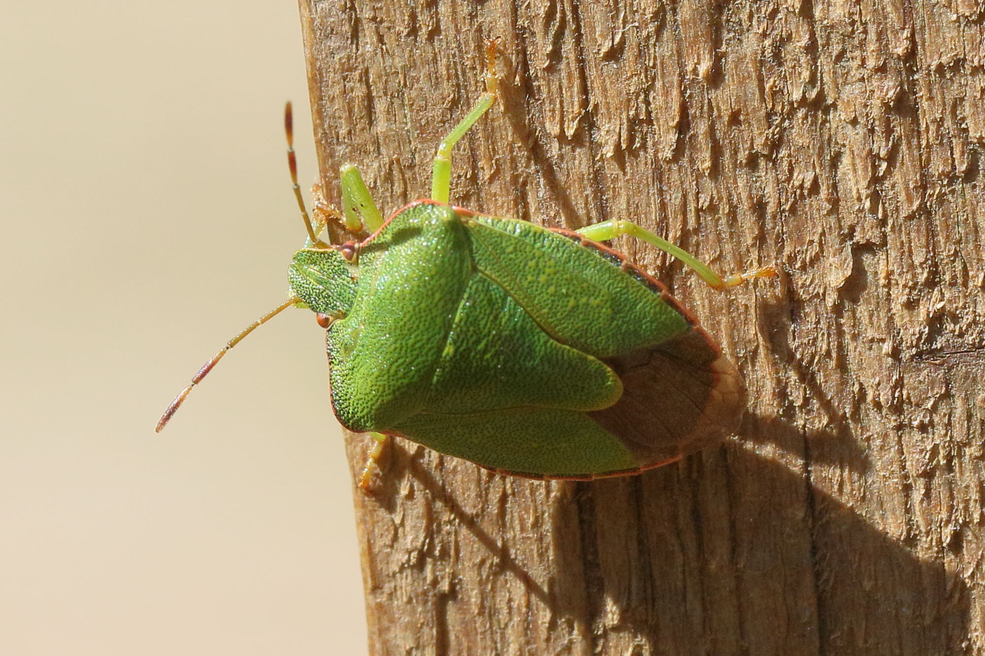 piezodorus_lituratus4md