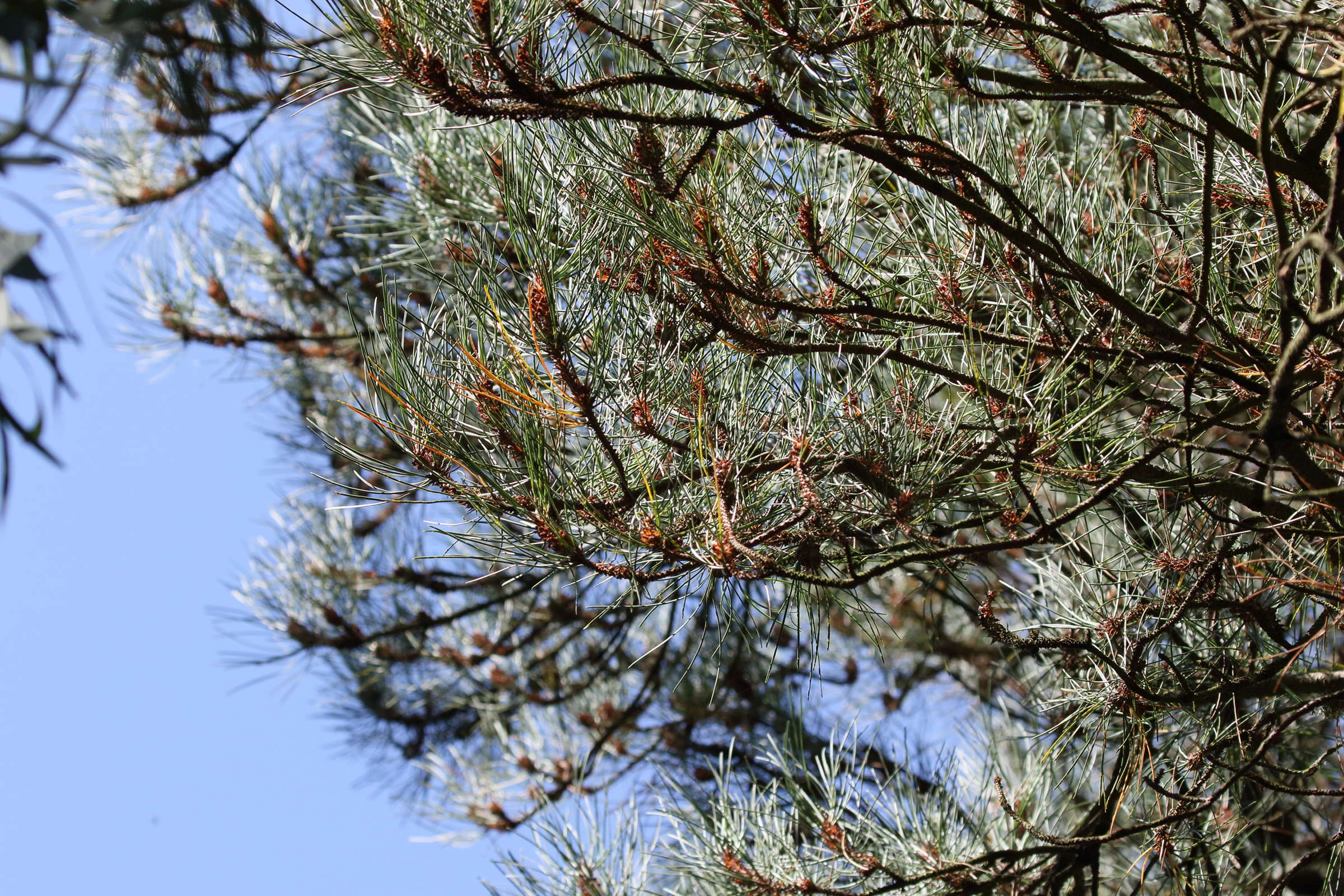 pinus_muricara2bd