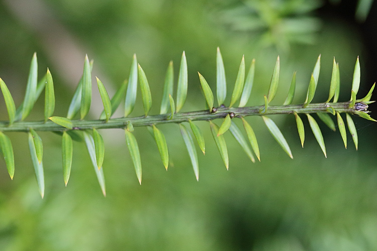 podocarpus_acutifolius2md