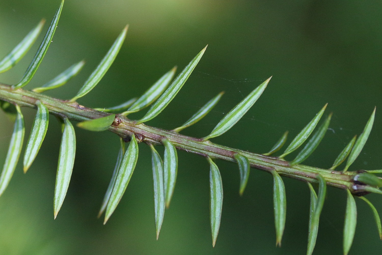 podocarpus_acutifolius3md