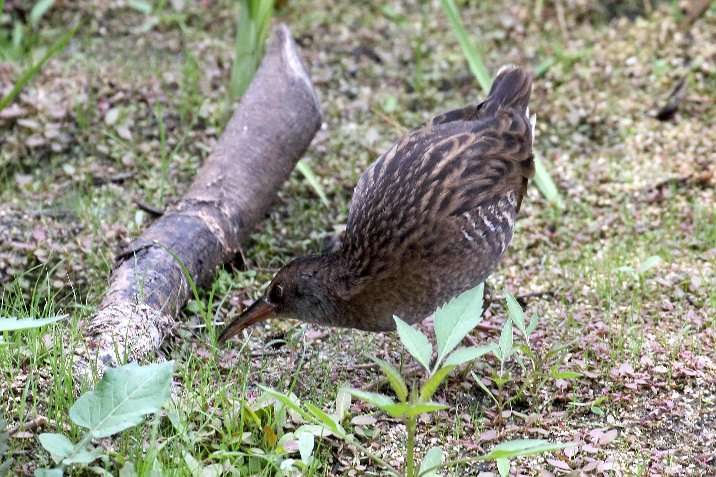 rale_d-eau_-_rallus_aquaticus6bd