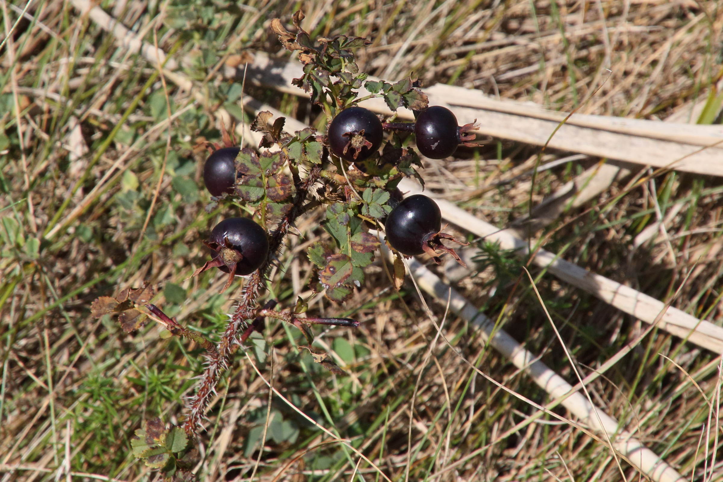 rosa_spinosissima6md