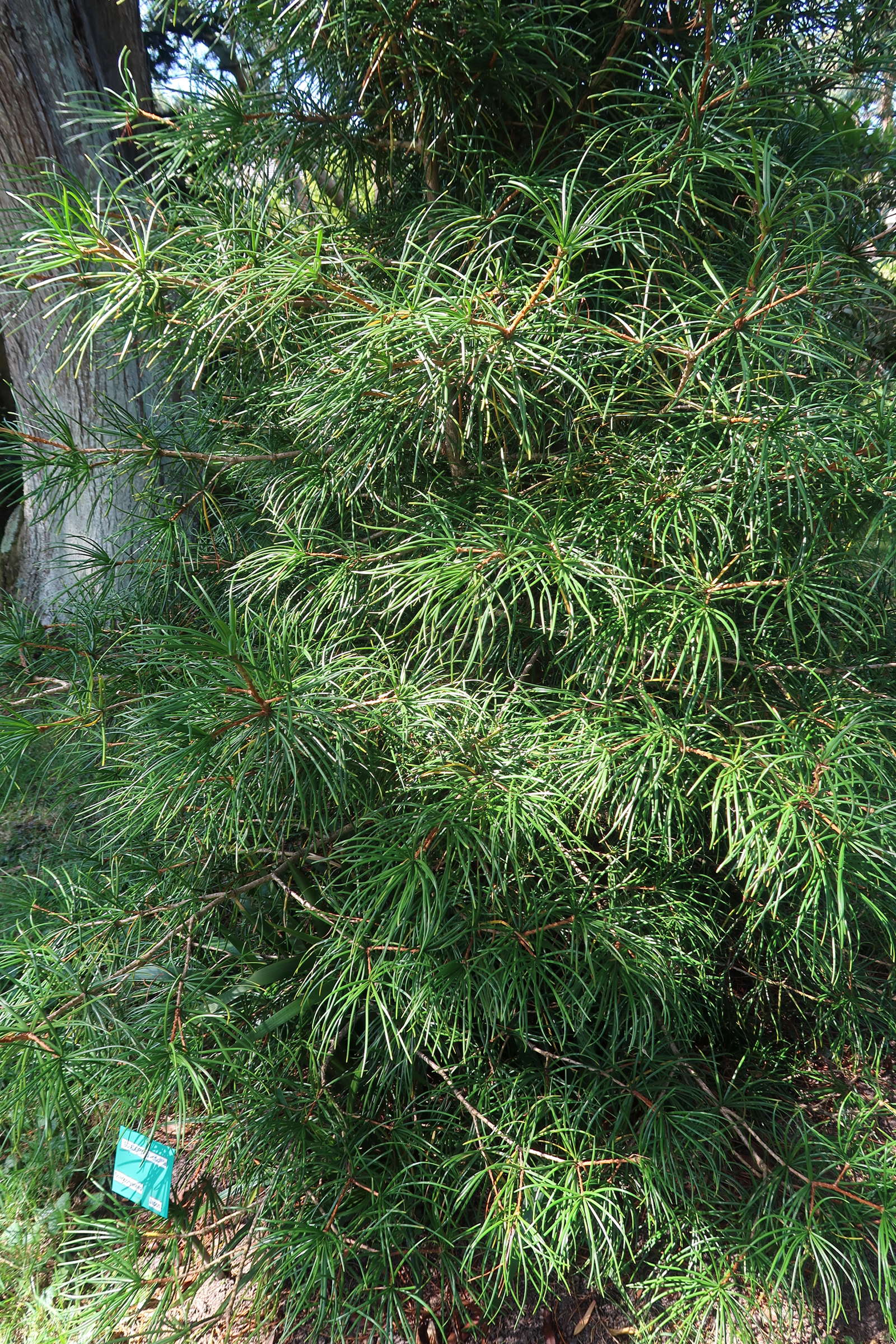 Afficher le média sciadopitys_verticillata1md sciadopitys_verticillata1md