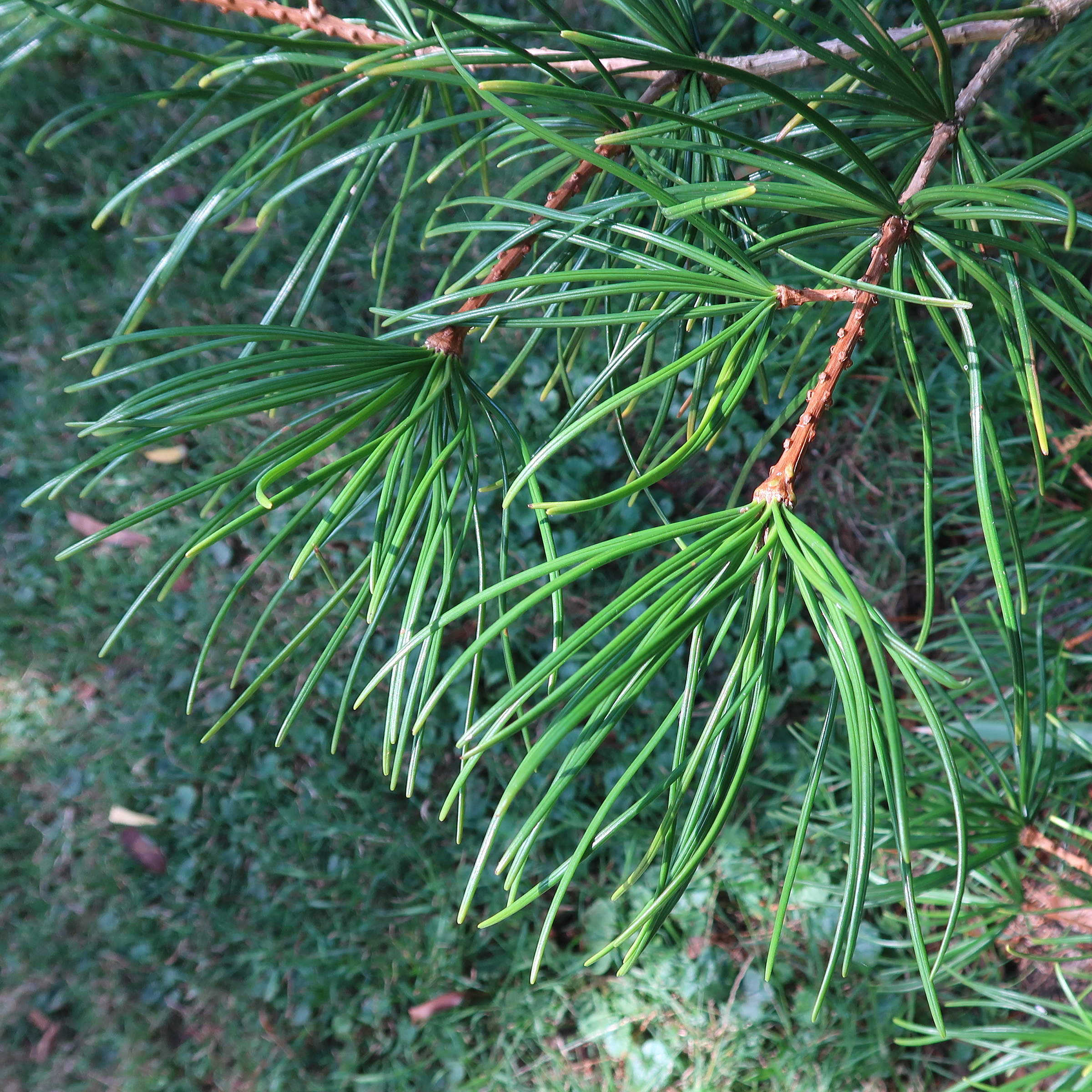 Afficher le média sciadopitys_verticillata2md sciadopitys_verticillata2md