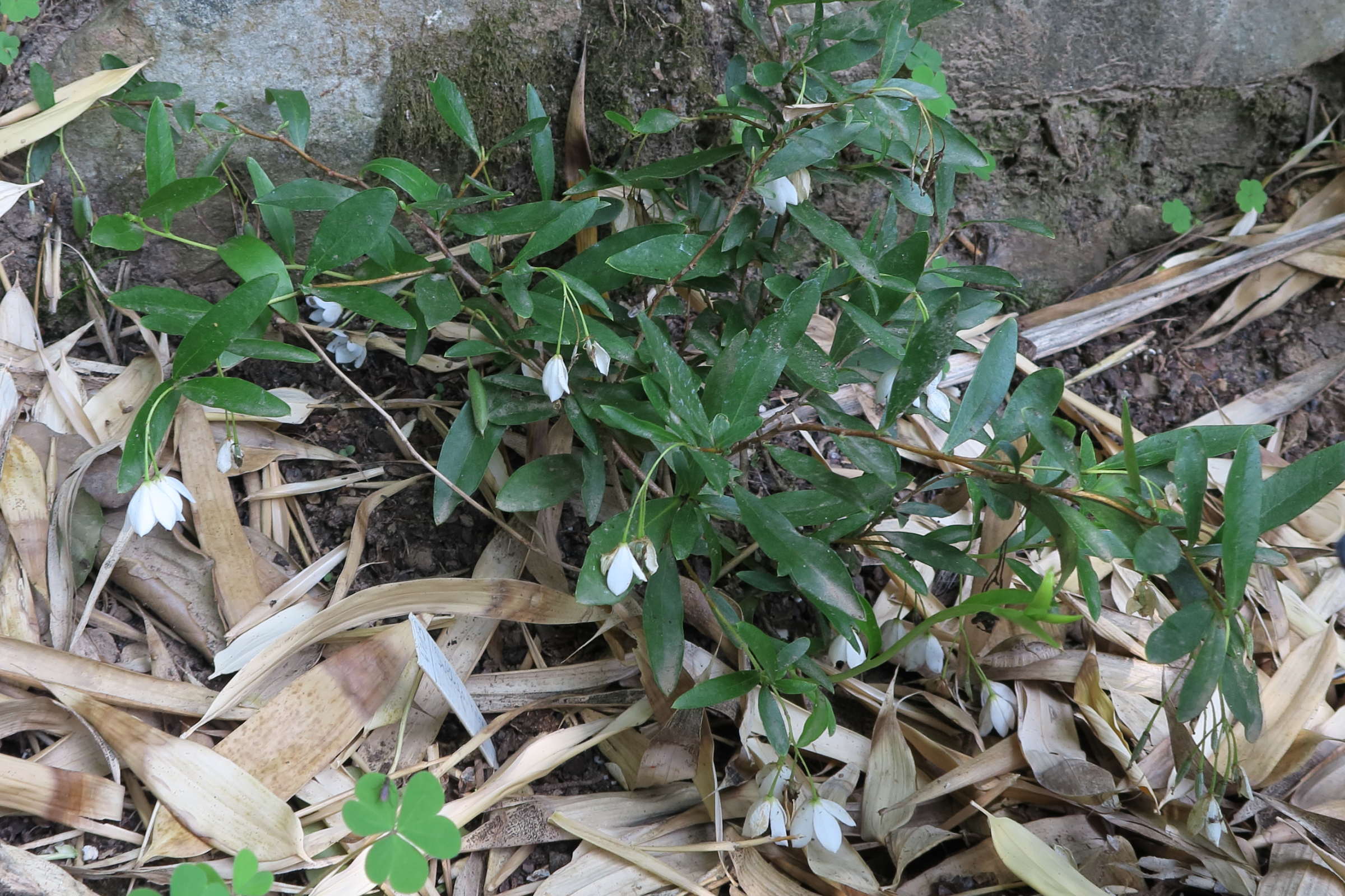 sollya_heterophylla4bd