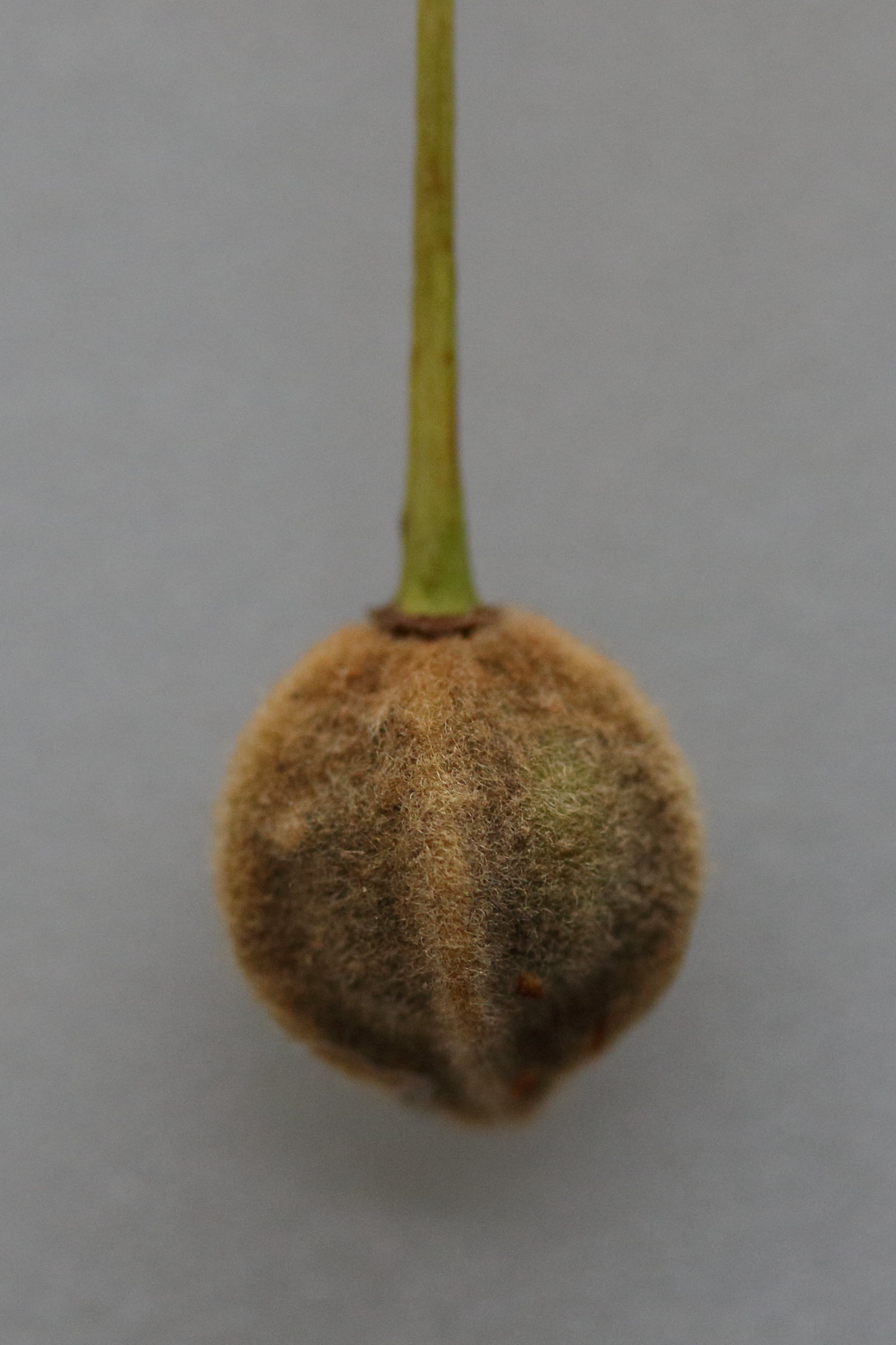 Afficher le média tilia_x_europaea4md tilia_x_europaea4md