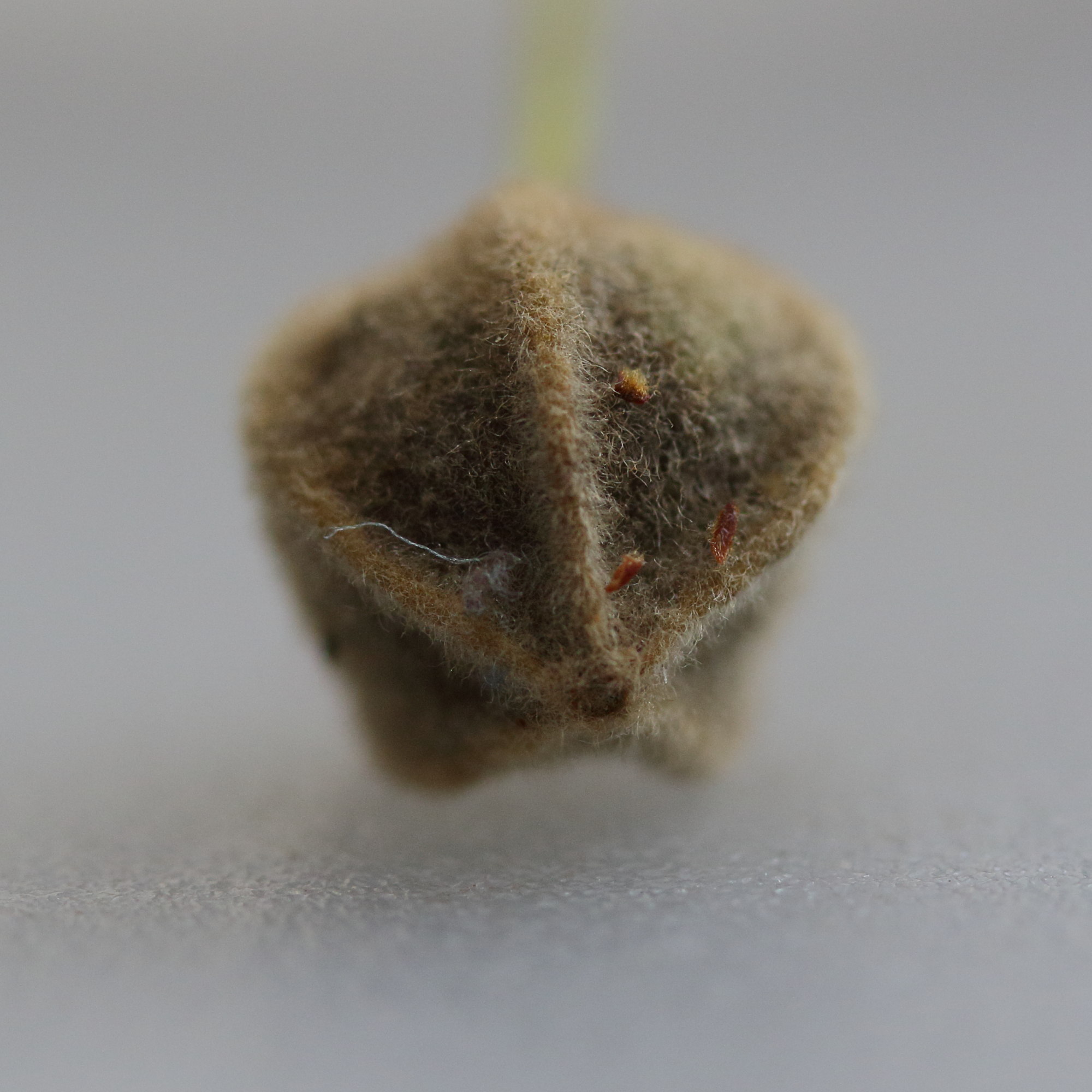 Afficher le média tilia_x_europaea5md tilia_x_europaea5md