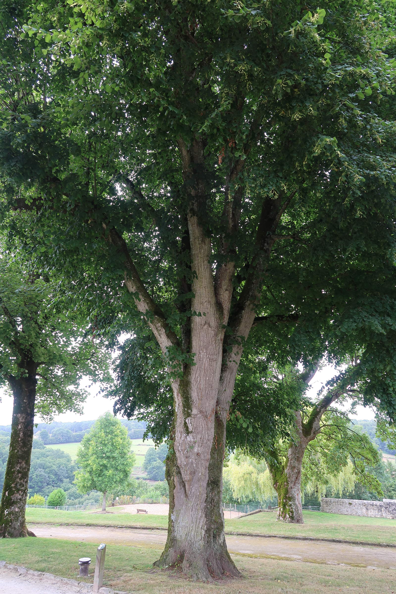 Afficher le média tilia_x_europaea6md tilia_x_europaea6md