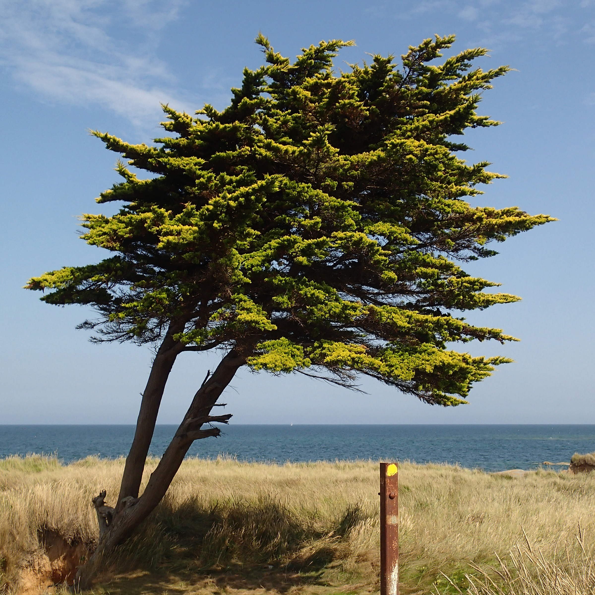 Afficher le média cupressus_macrocarpa7md cupressus_macrocarpa7md