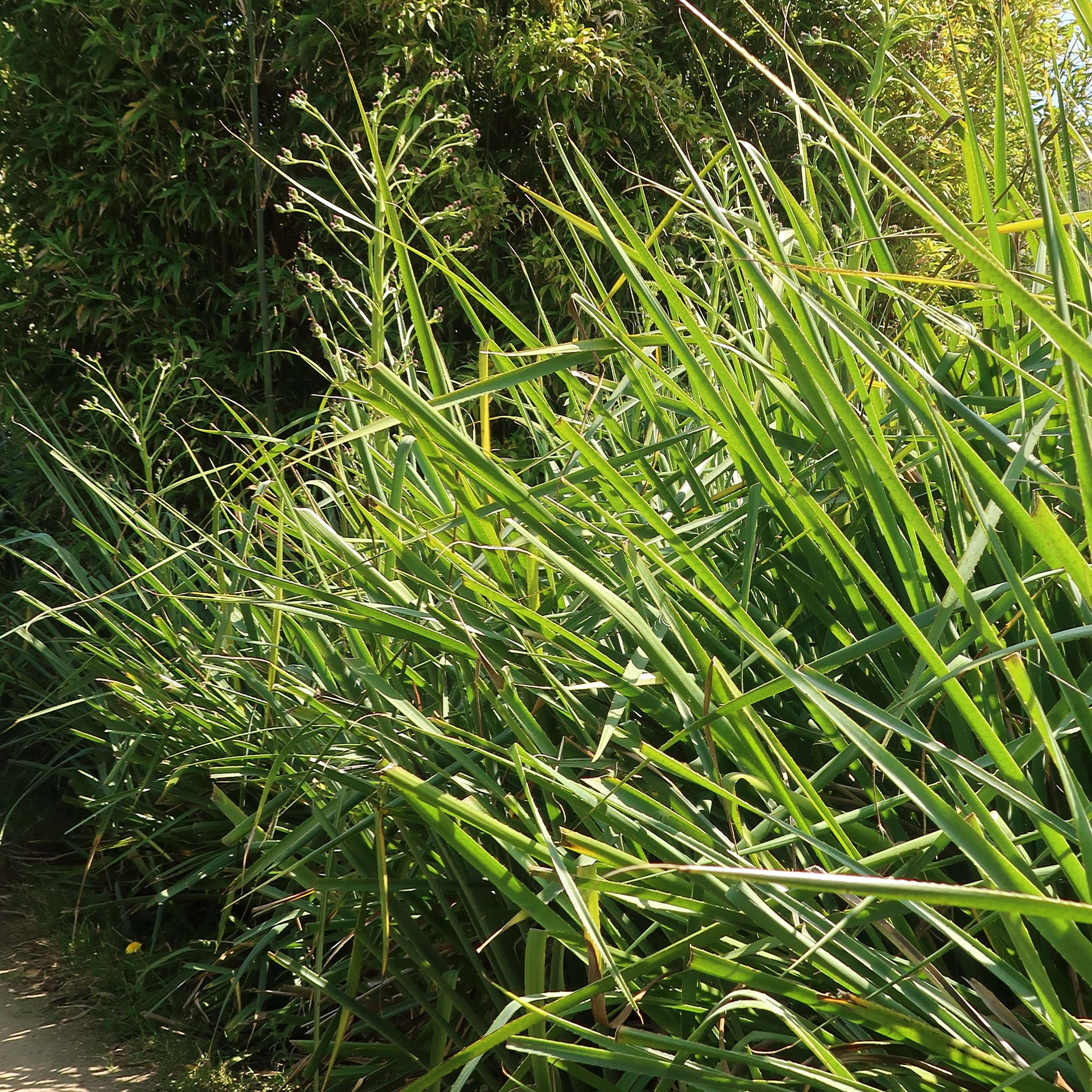 eryngium_eburneum1md