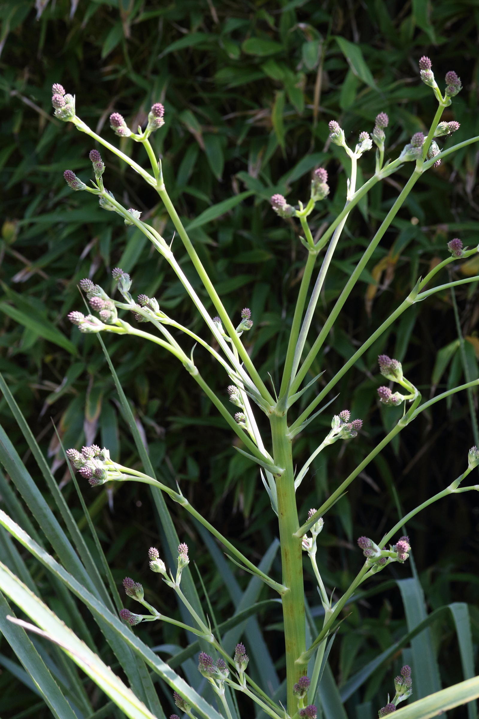 eryngium_eburneum3md