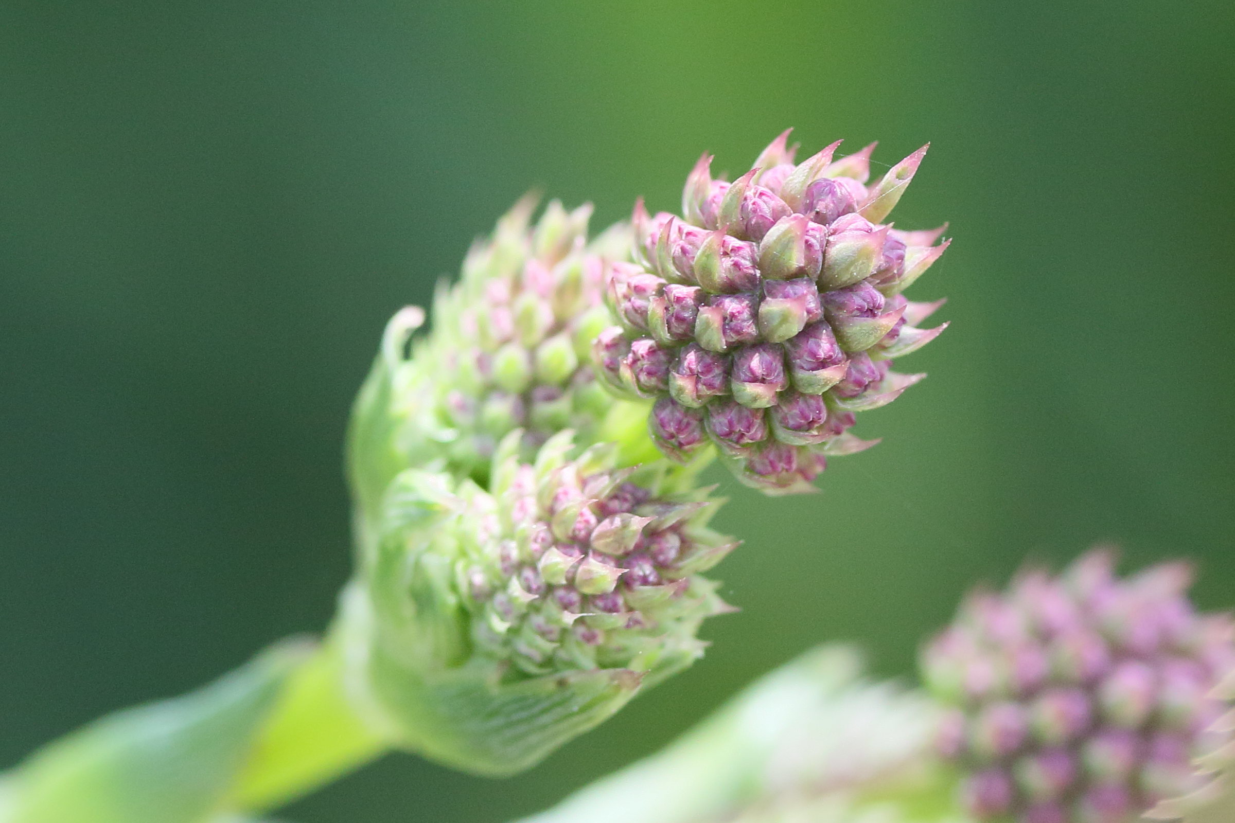 eryngium_eburneum4md