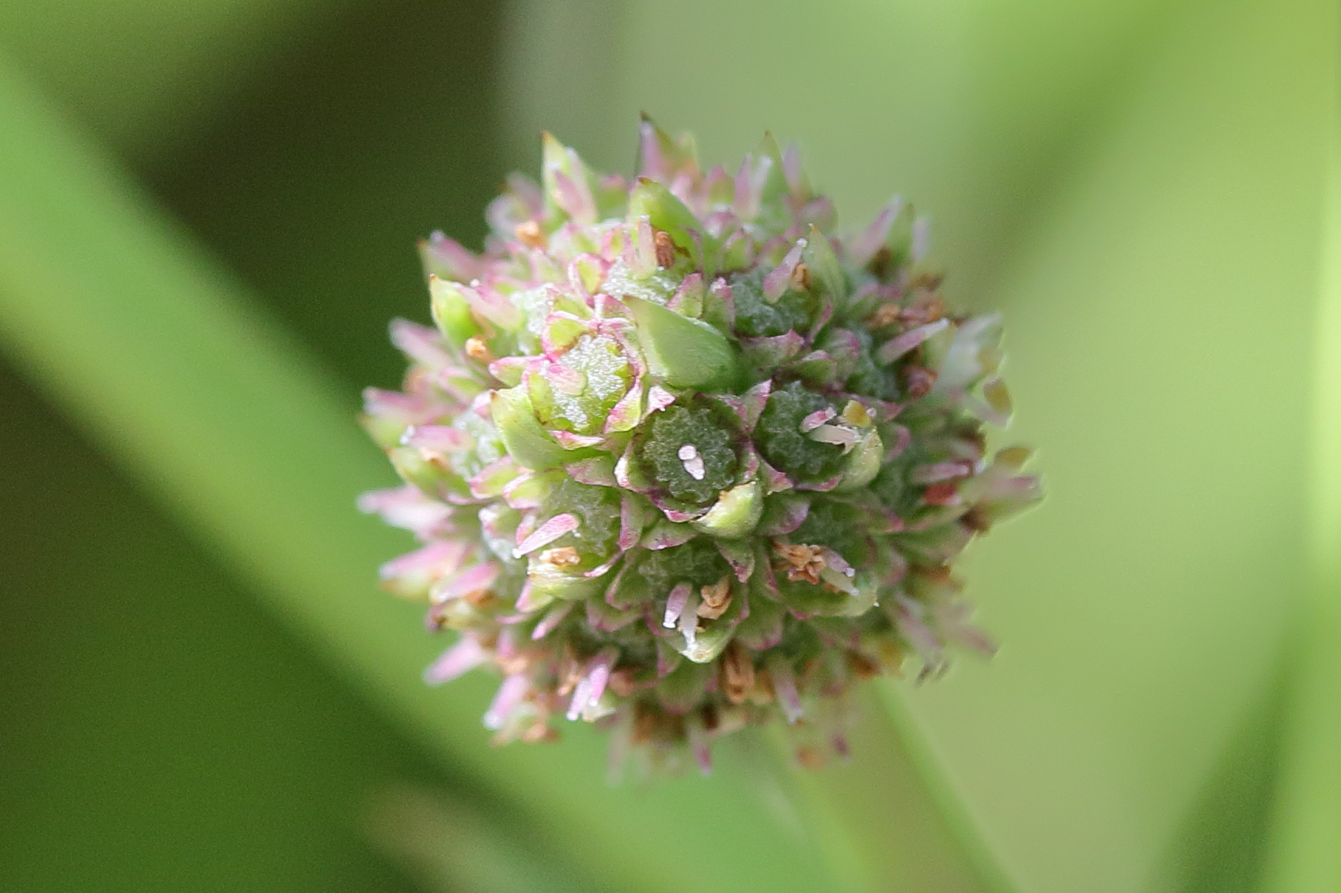 eryngium_eburneum5md